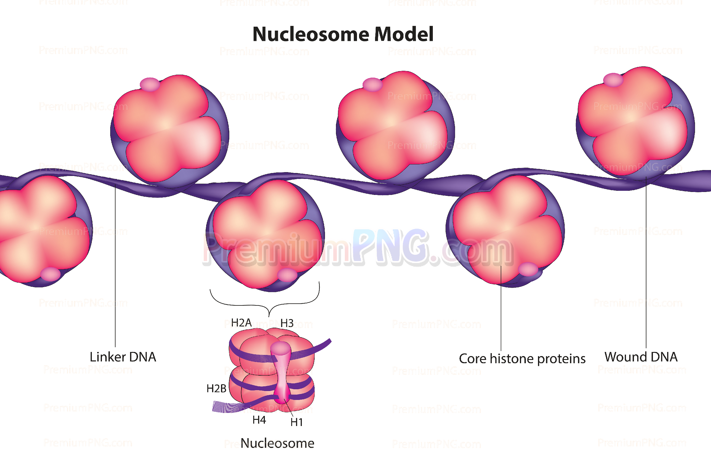 nucleosome structure