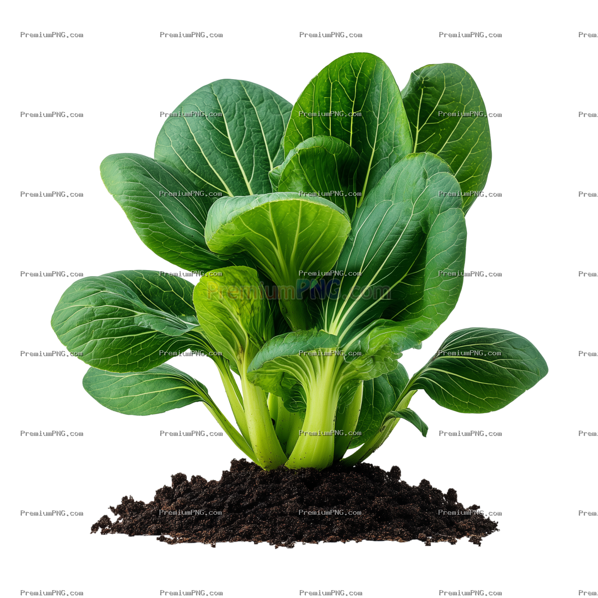 Vibrant bok choy plant growing in soil isolated on transparent background
