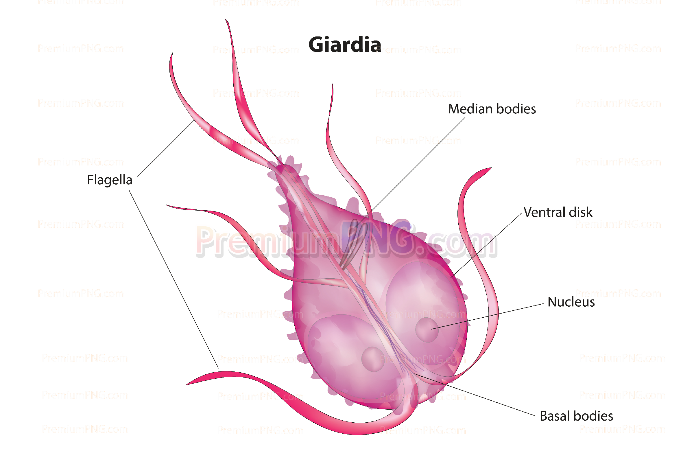 Giardia vector eps