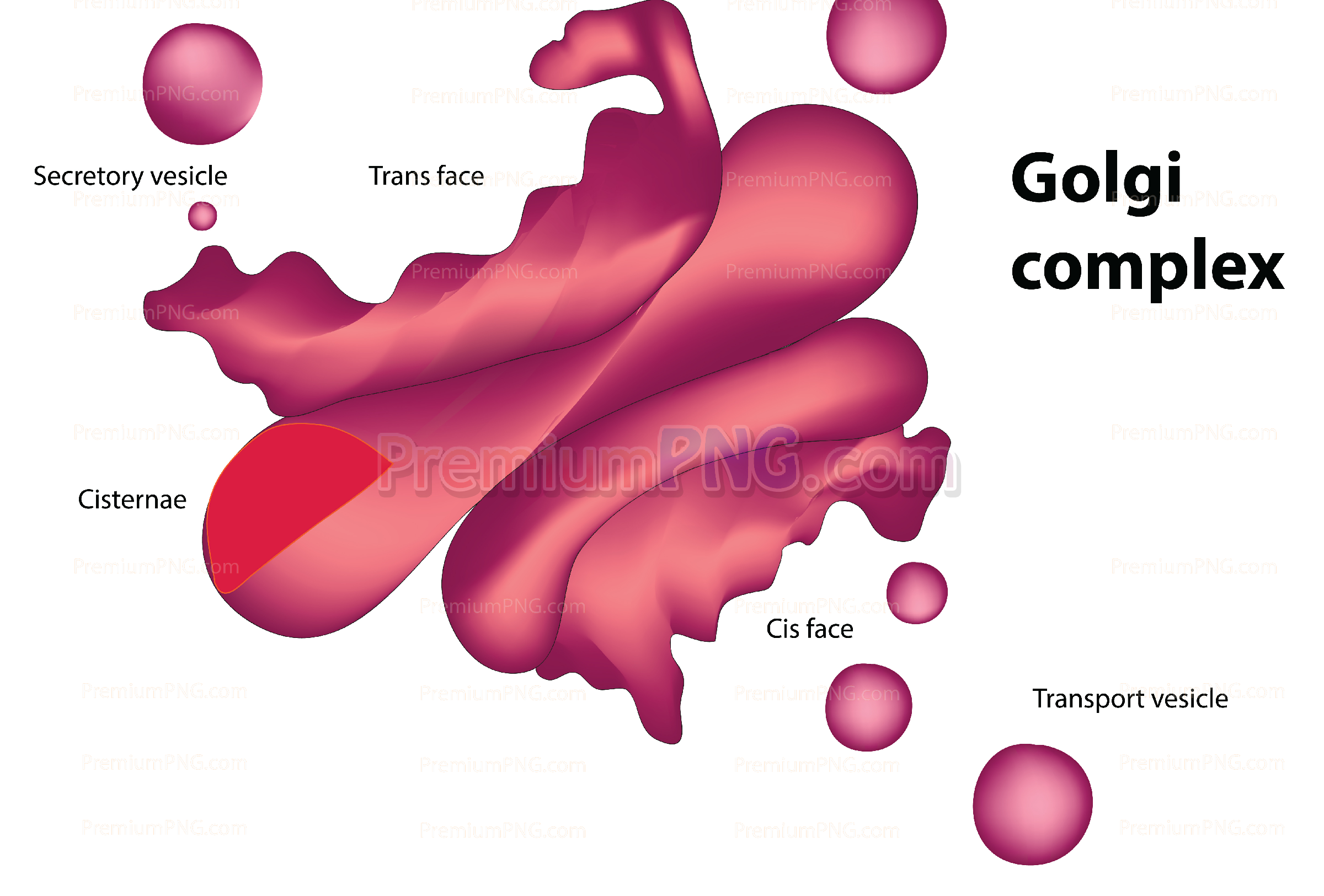 Golgi complex vector eps