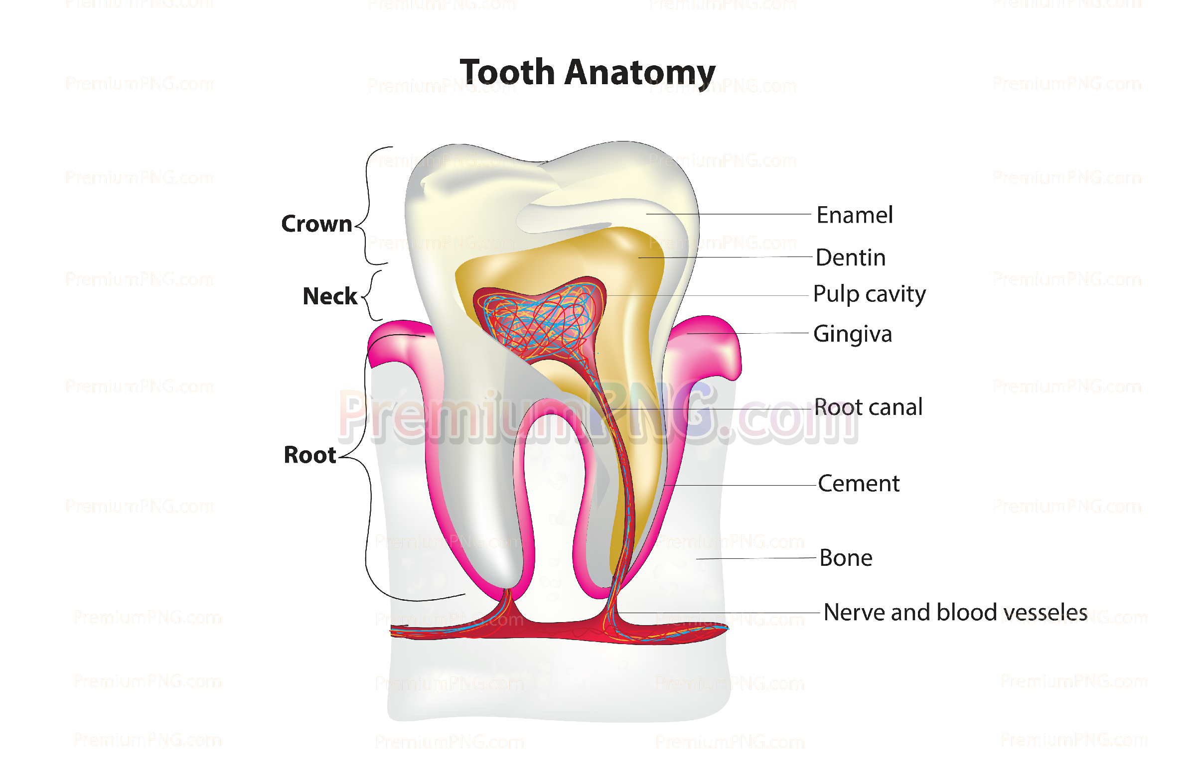 Anatomy of a tooth