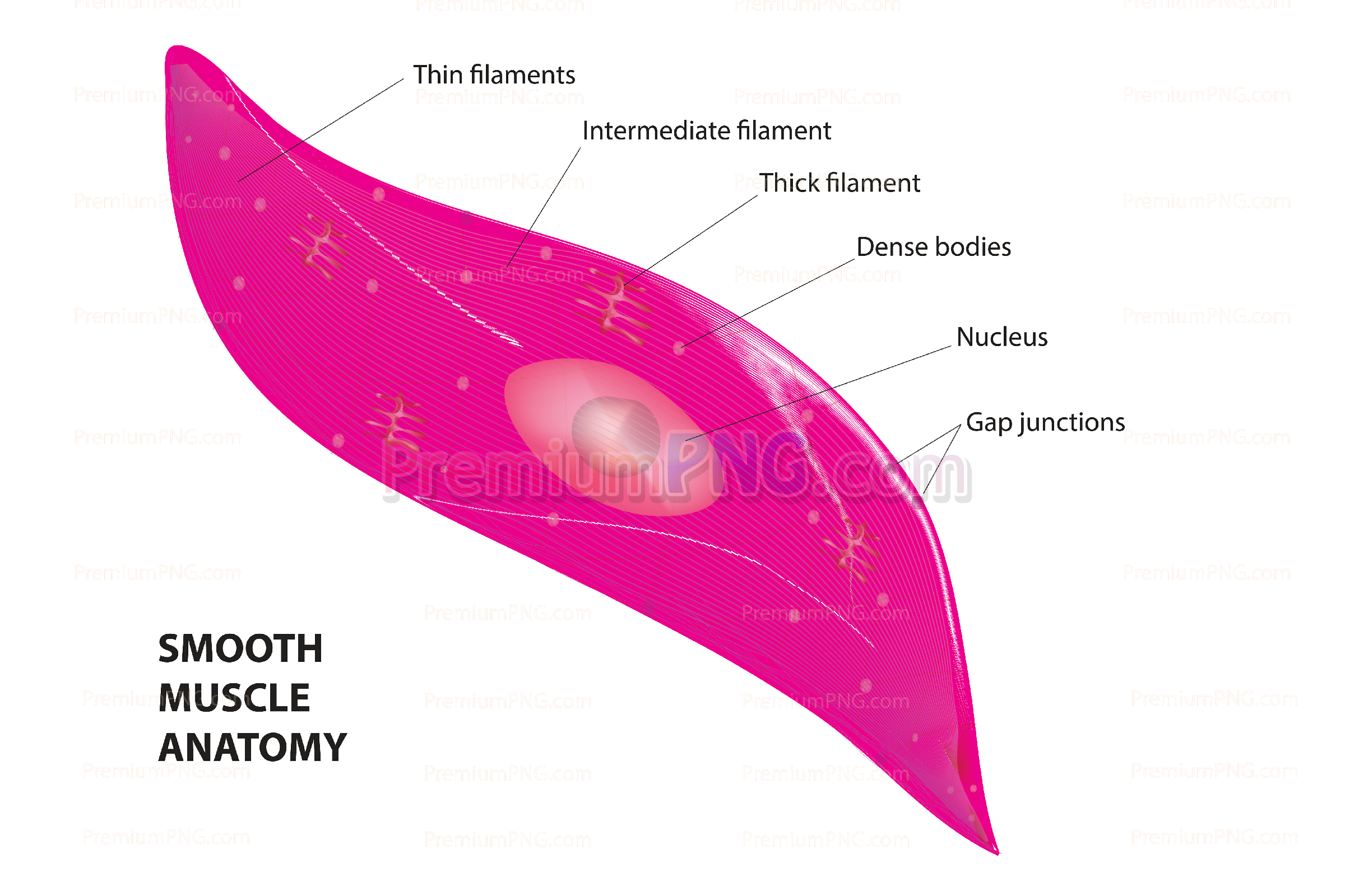 smooth muscle cell diagram