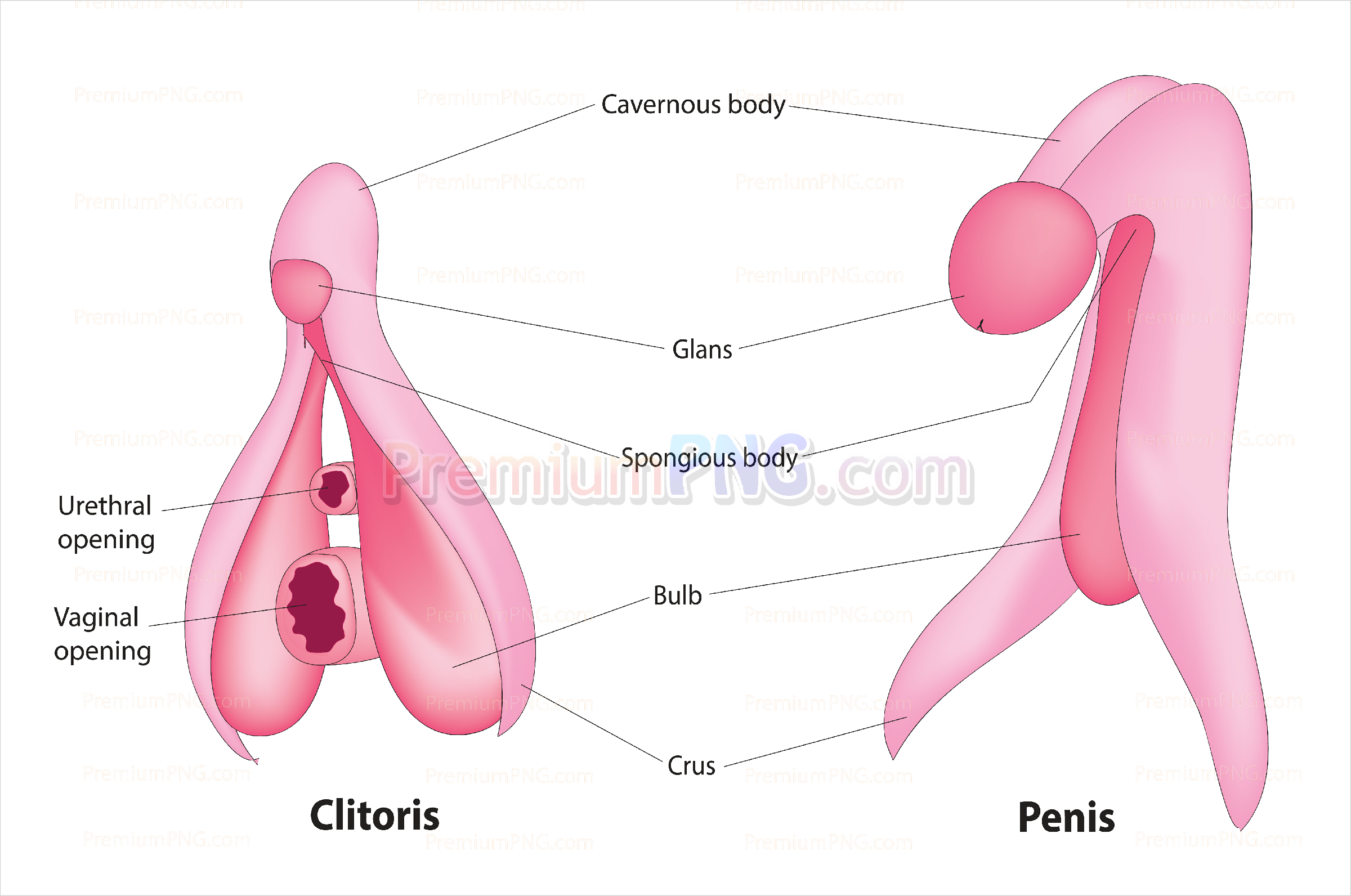 penis and clitoris anatomy | medical vector eps