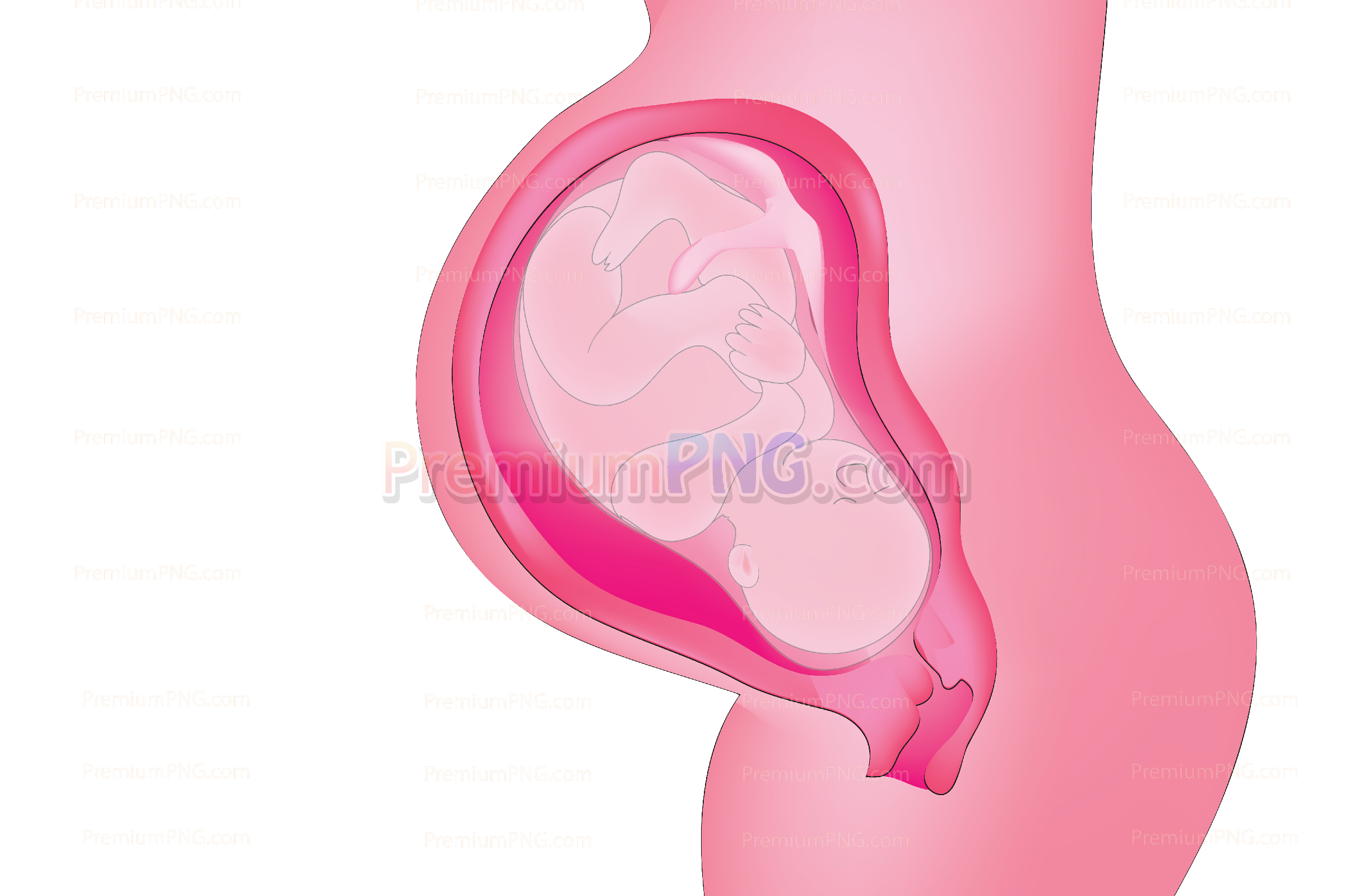 pregnancy cross section vector eps