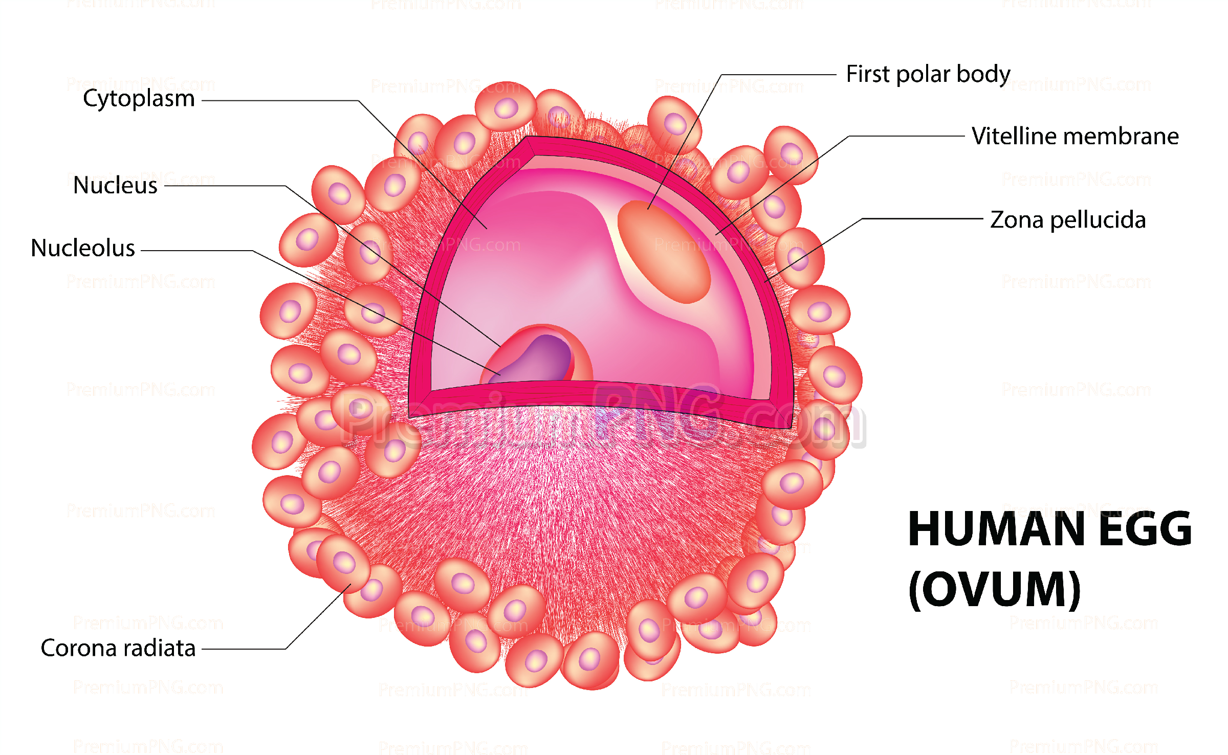 Human ovum diagram