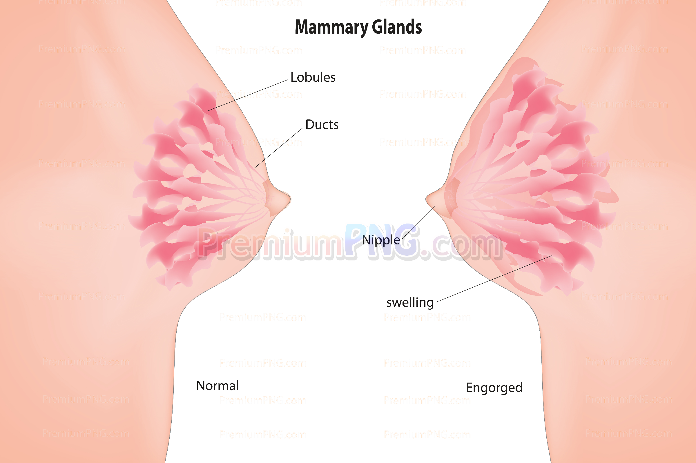 Mammary glands vector eps