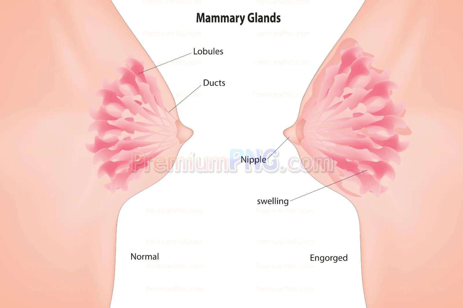 Mammary glands vector eps