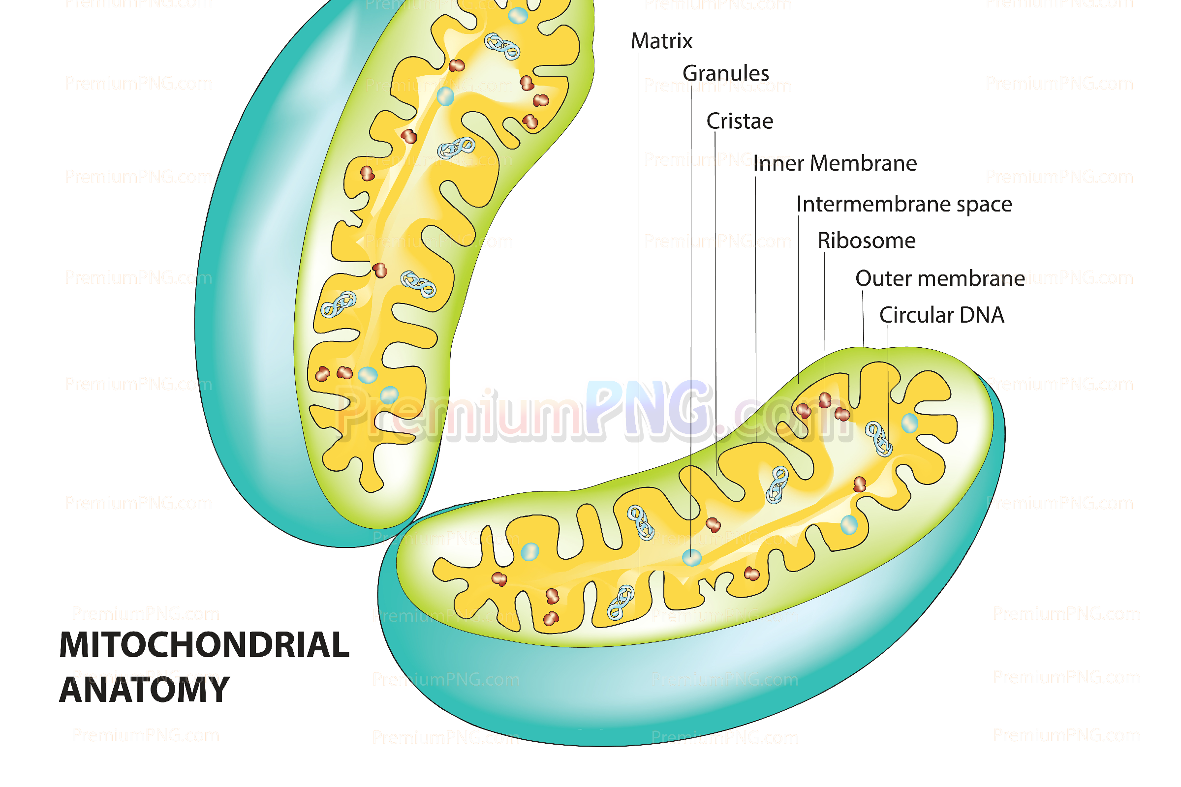 Detailed Mitochondria vector eps