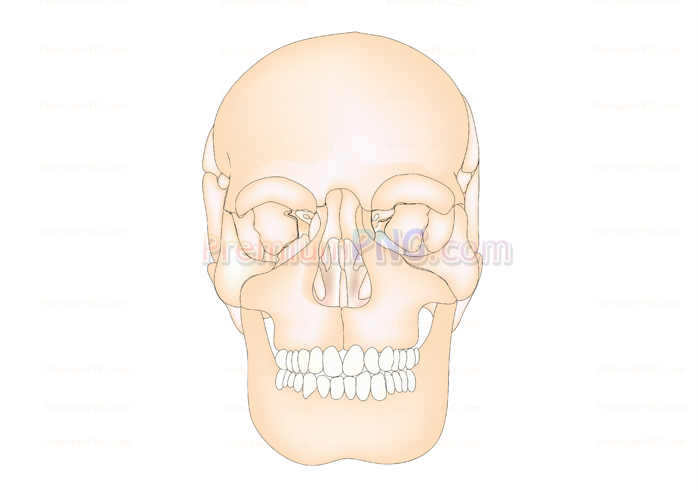 Human Skull eps