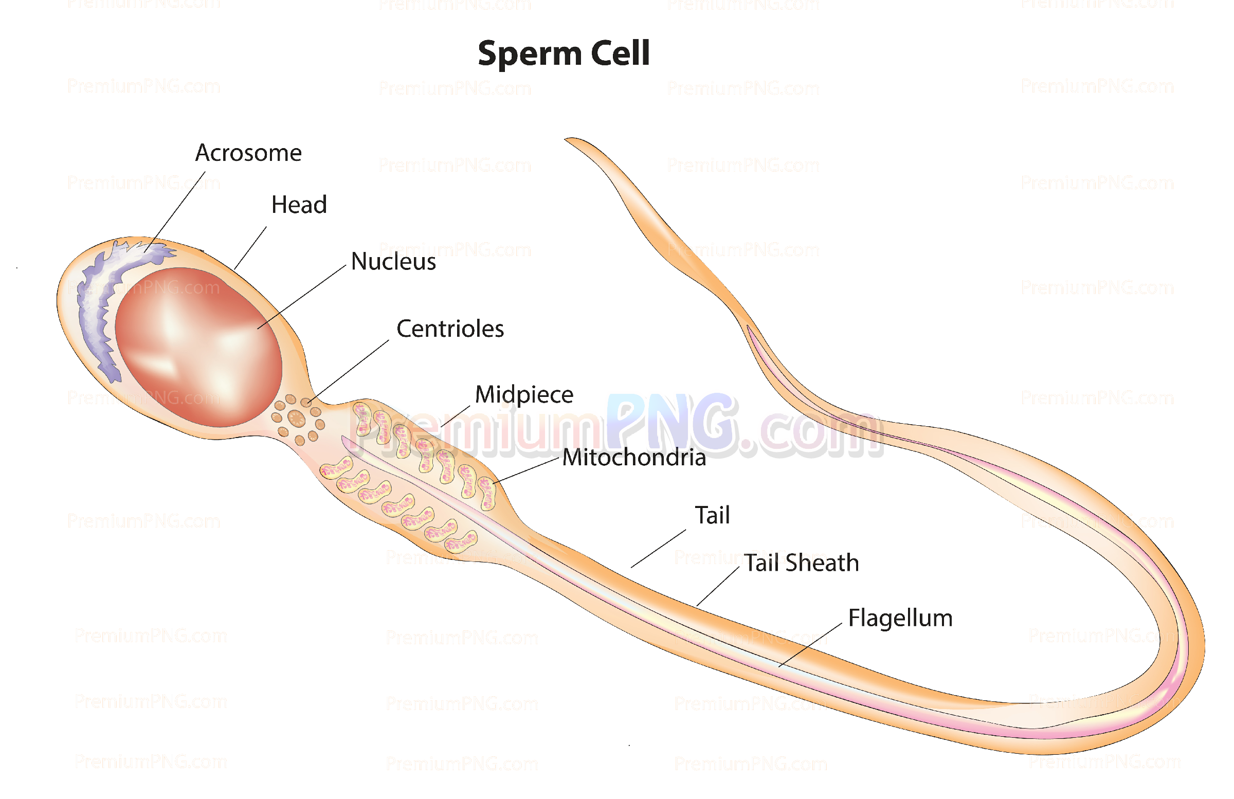 Human sperm cell diagram