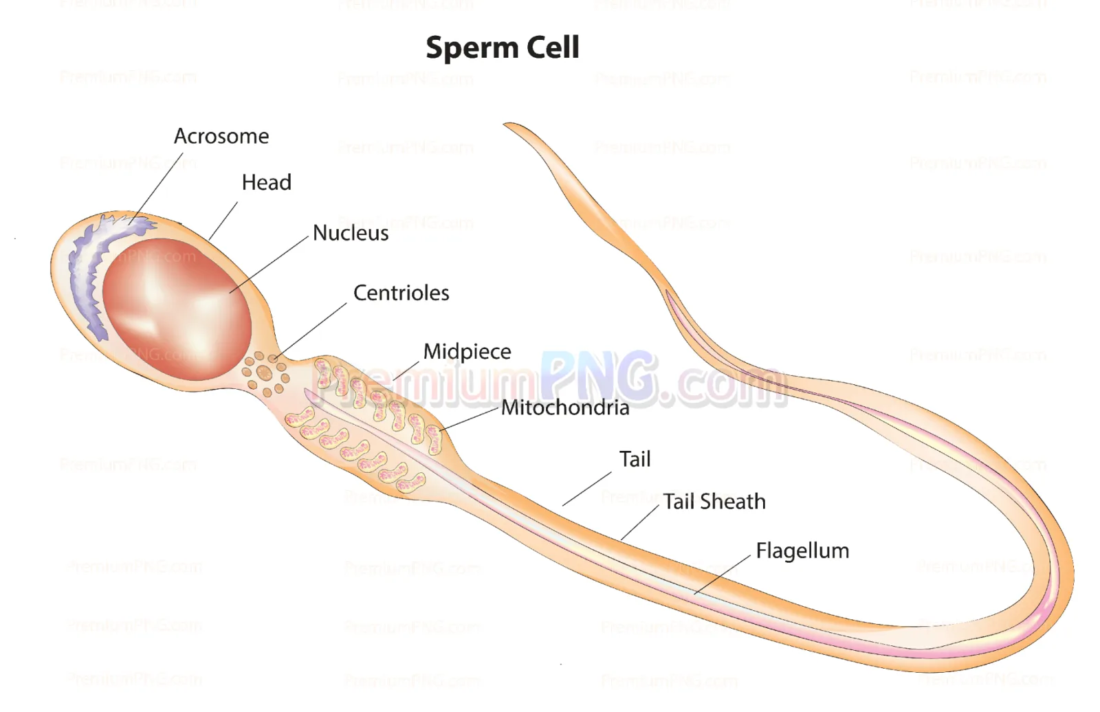 Human sperm cell diagram