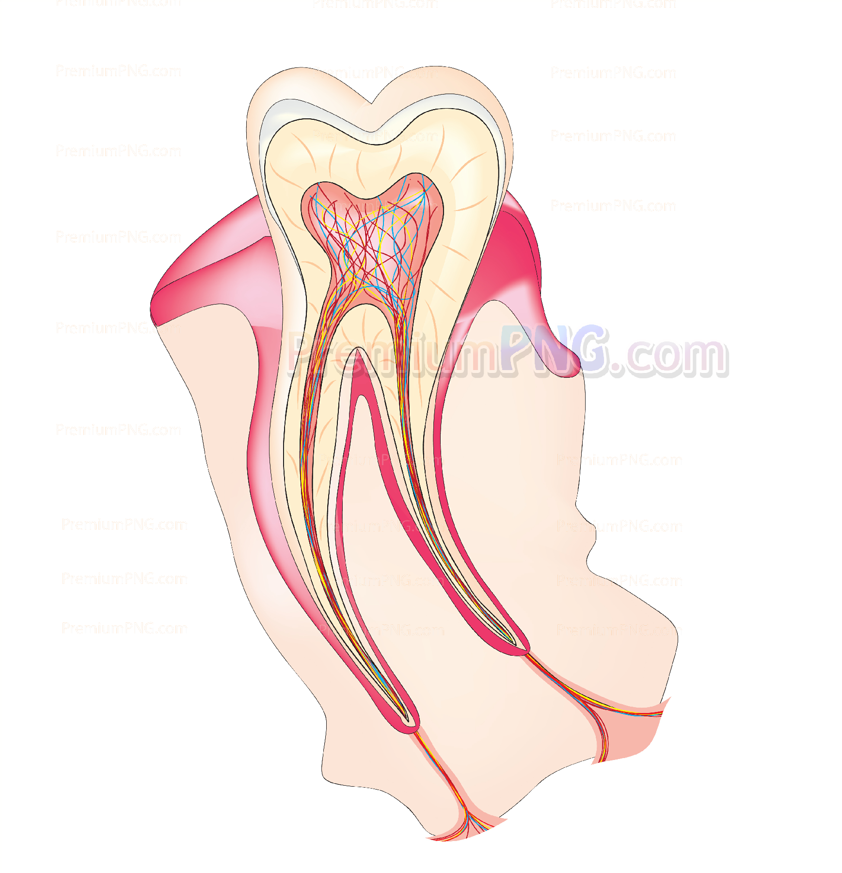Tooth diagram | Vector eps