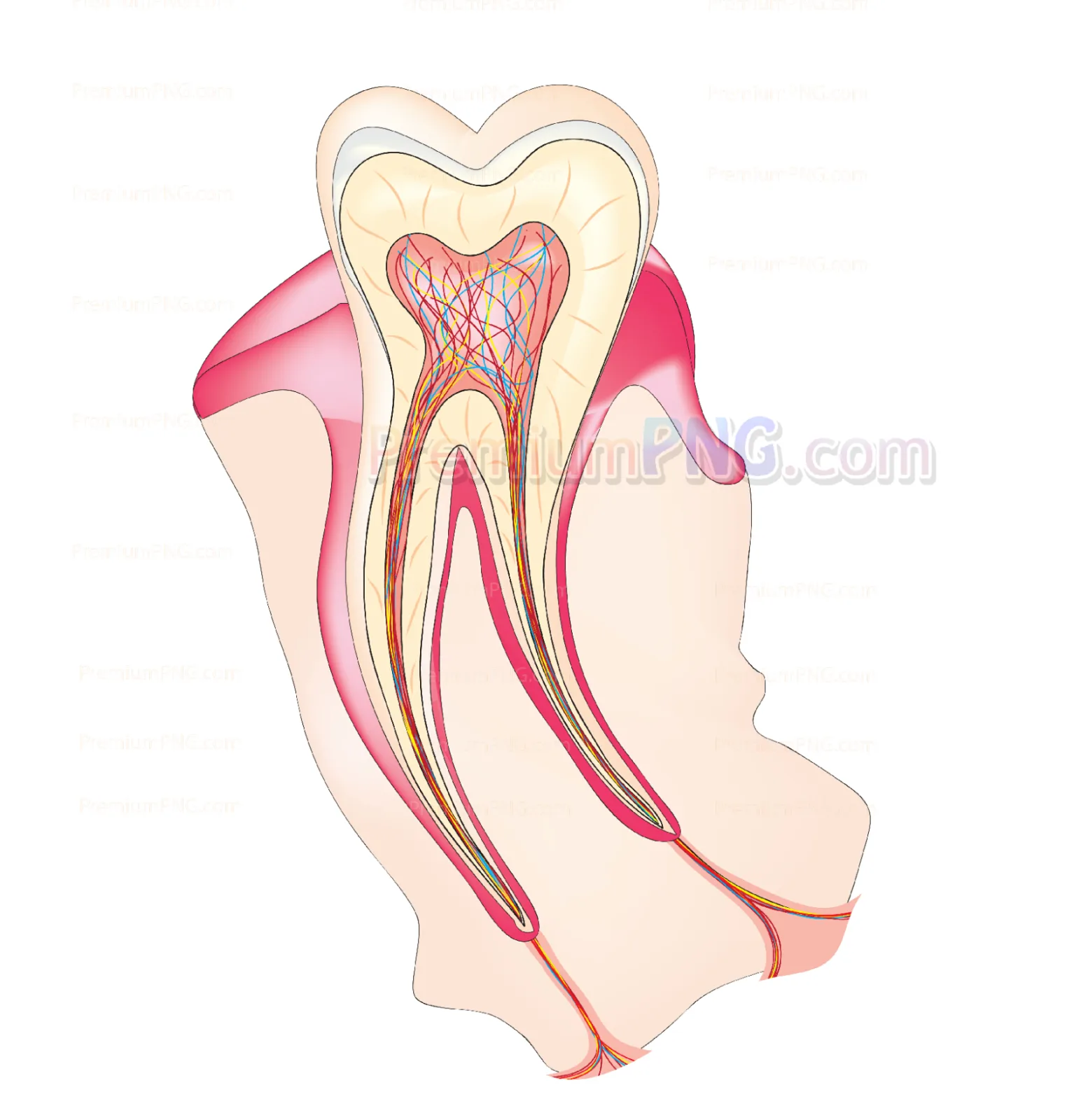 Tooth diagram | Vector eps