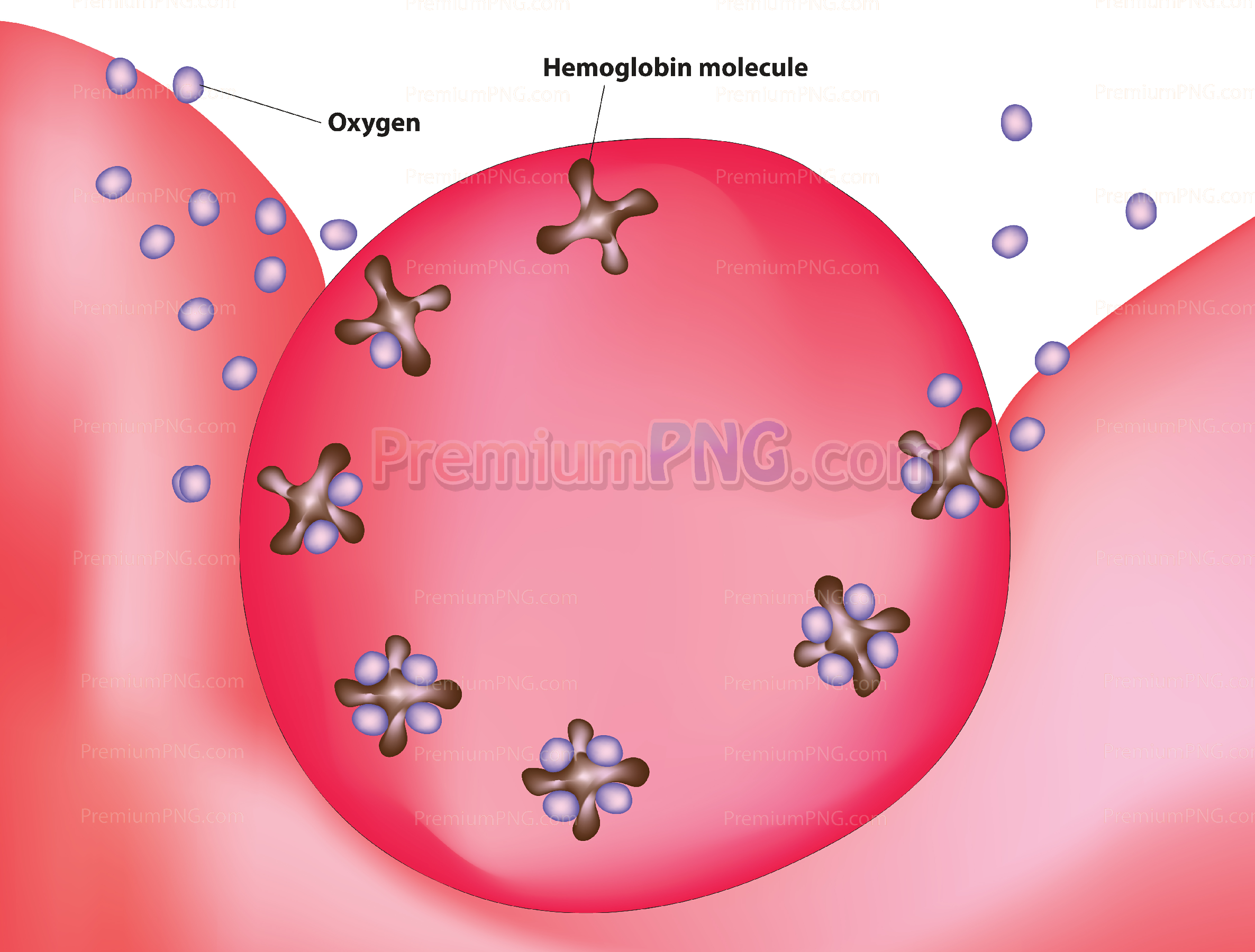 Hemoglobin in blood cell