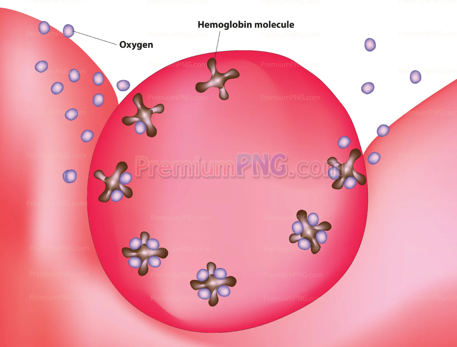 Hemoglobin in blood cell
