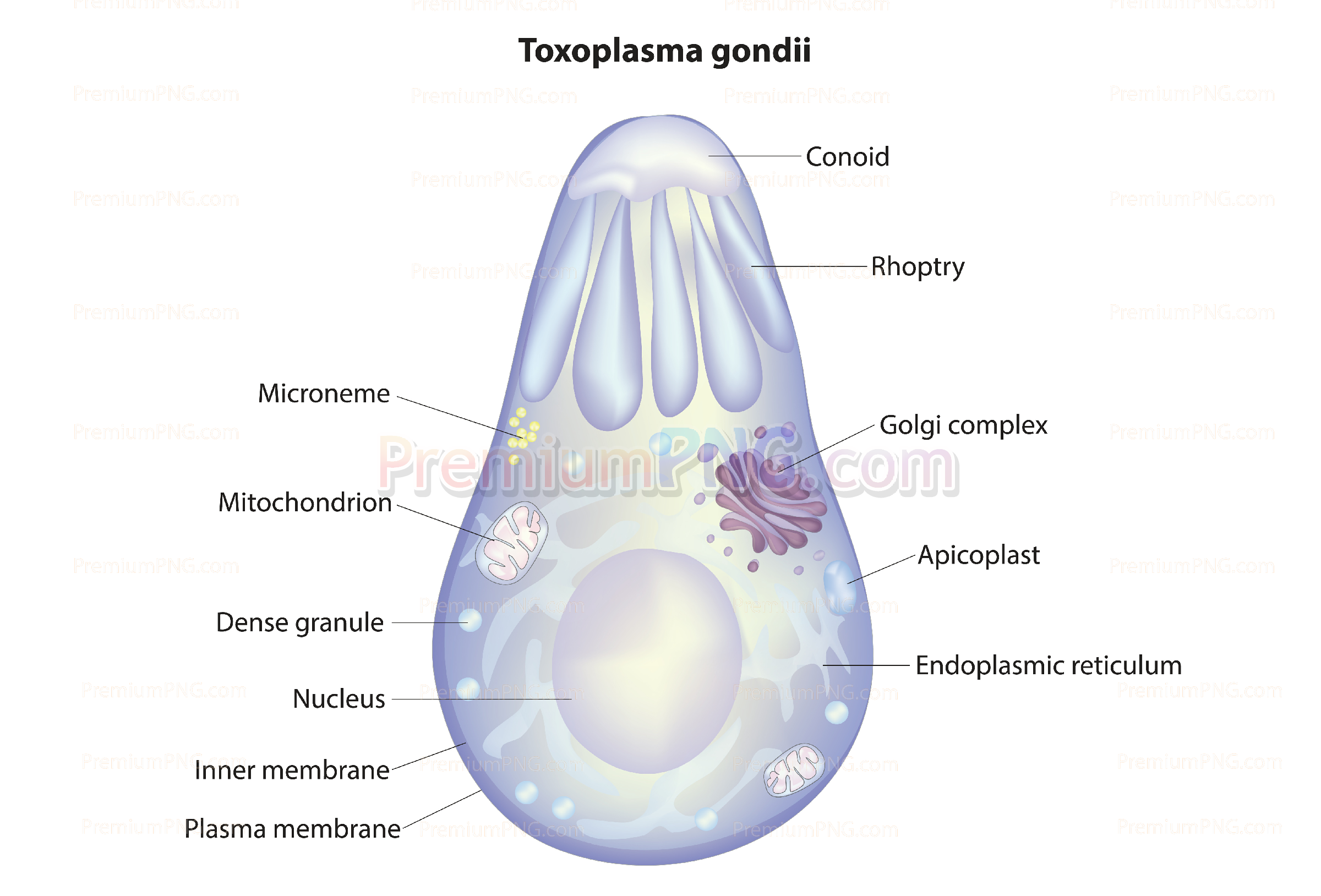 Toxoplasma gondii diagram