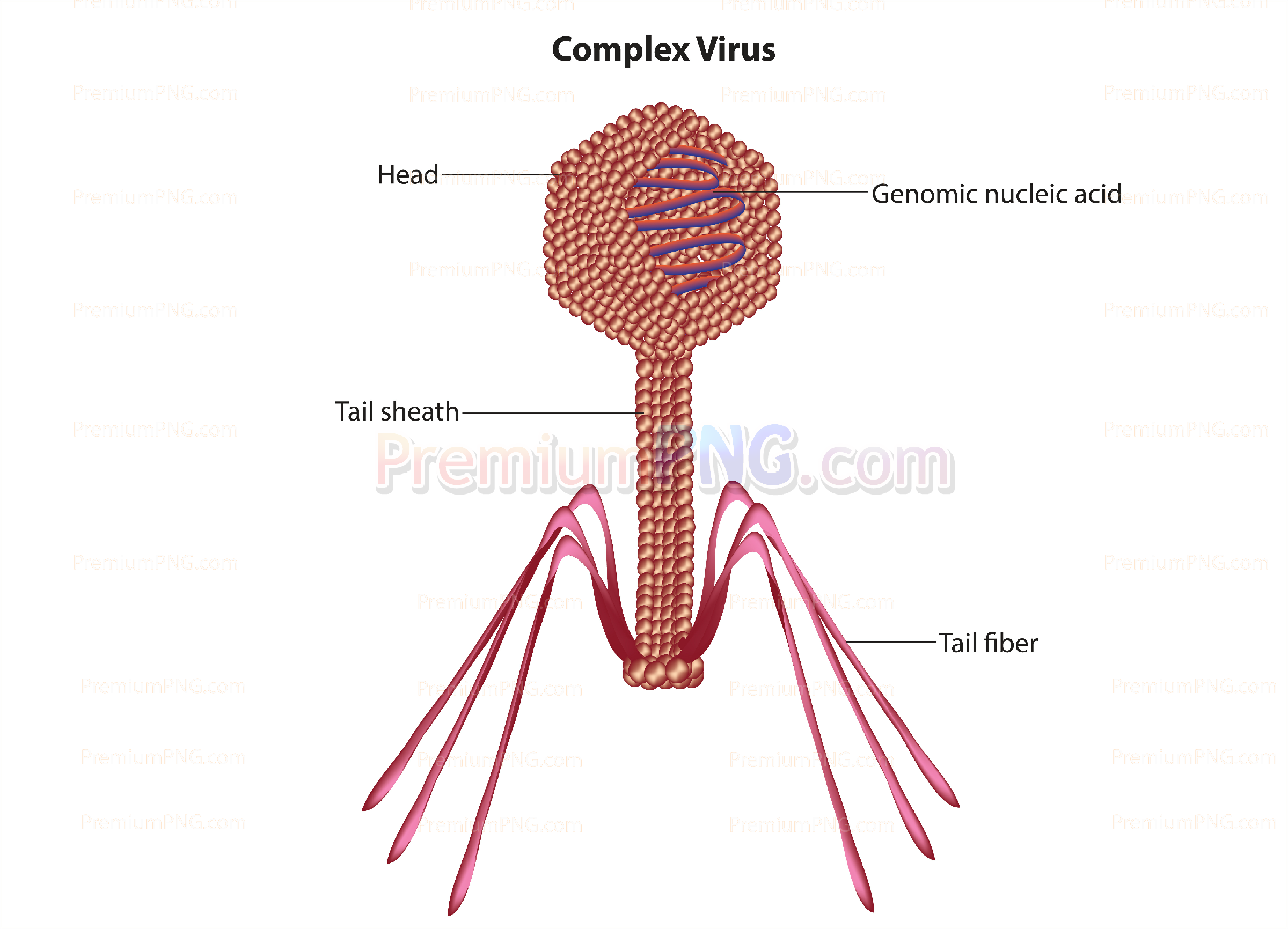 Bacteriophage structure