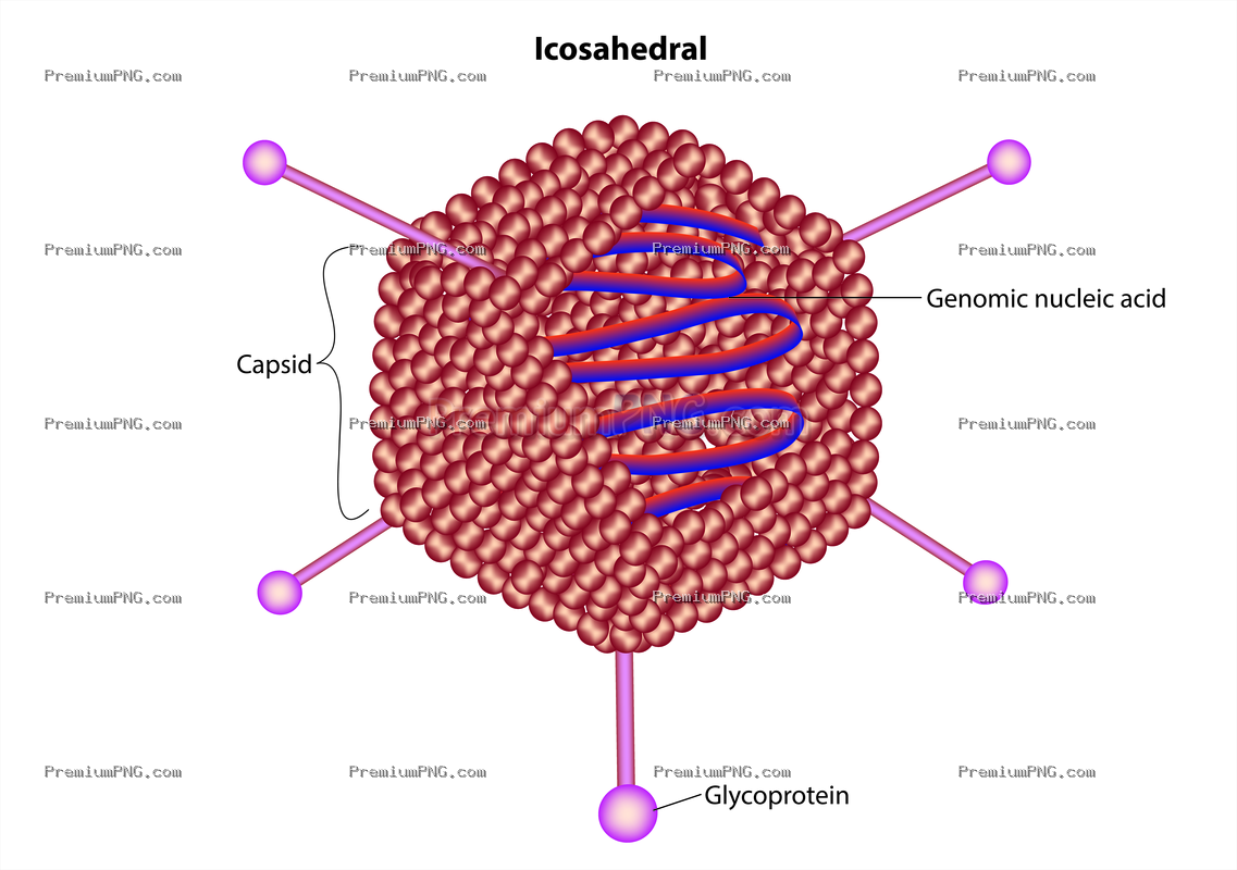 icosahedral virus diagram