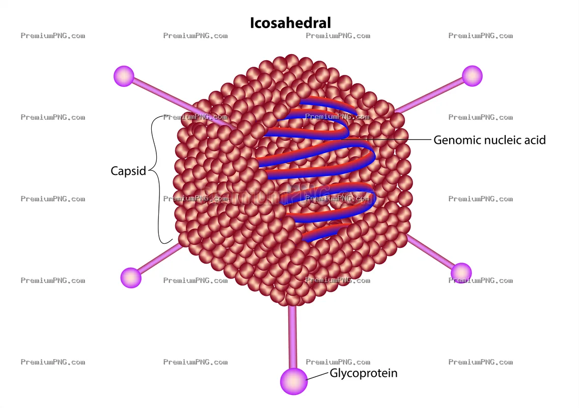 icosahedral virus diagram
