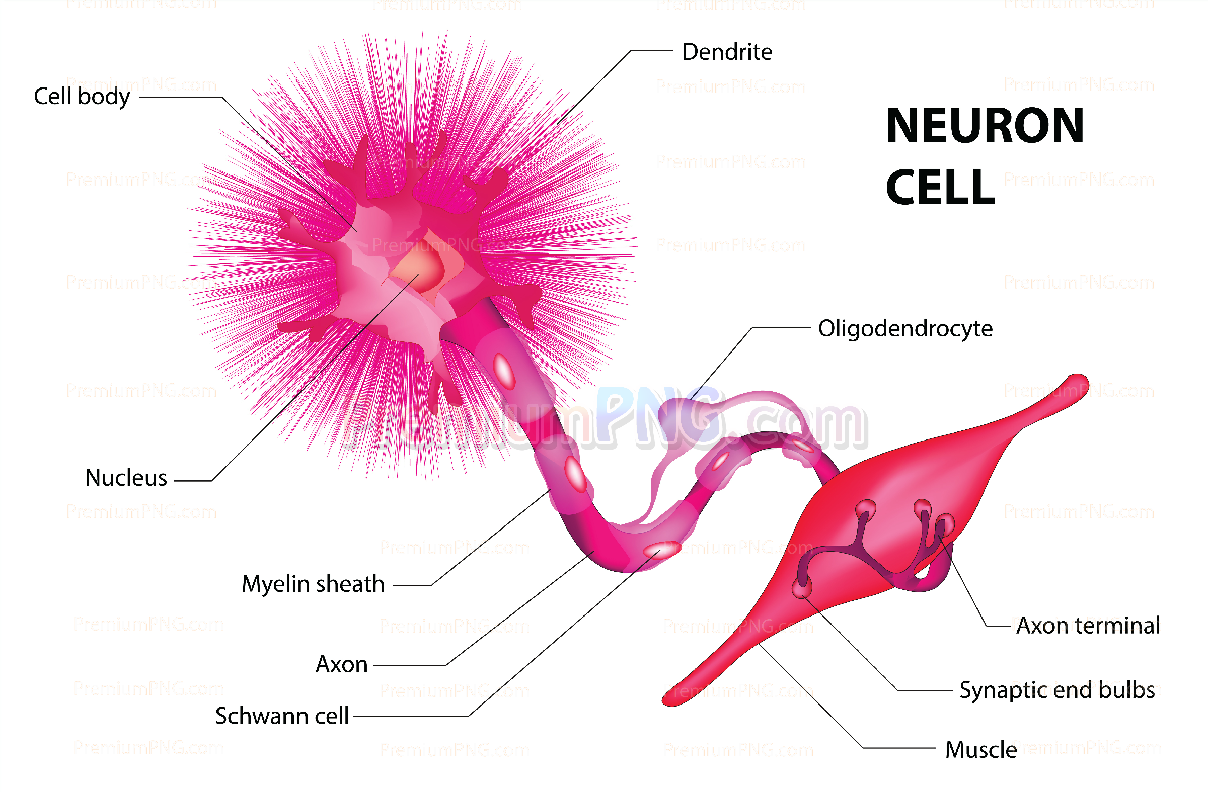 Neuron cell