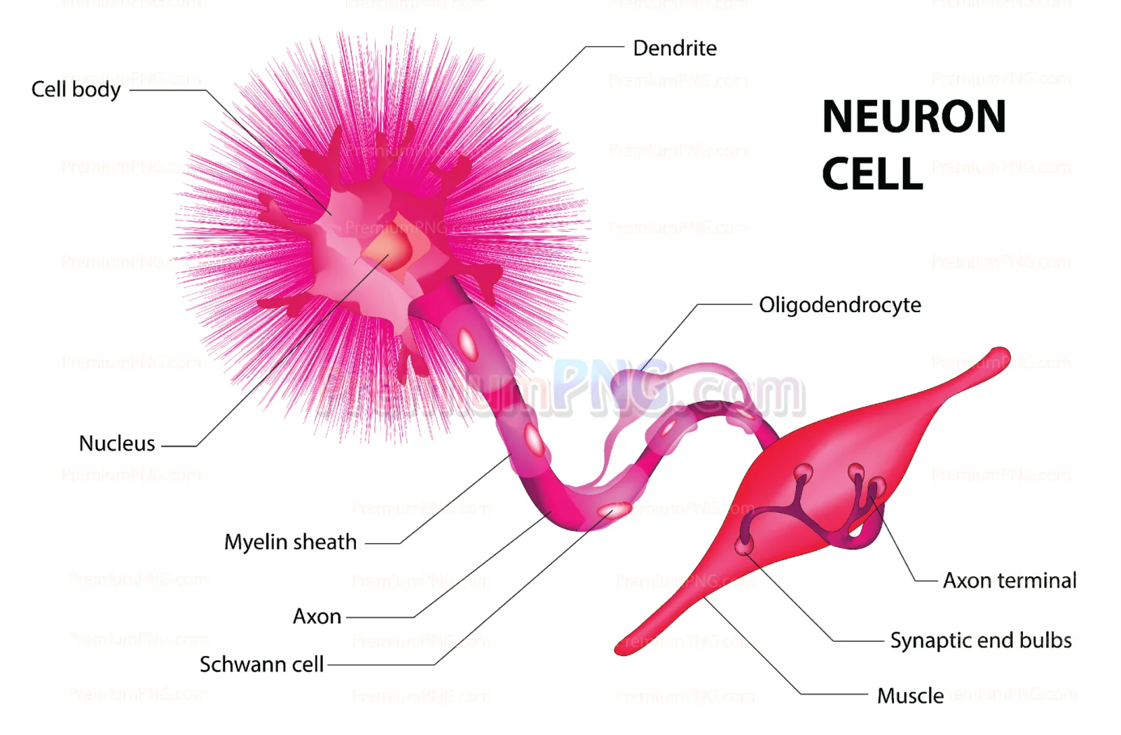 Neuron cell