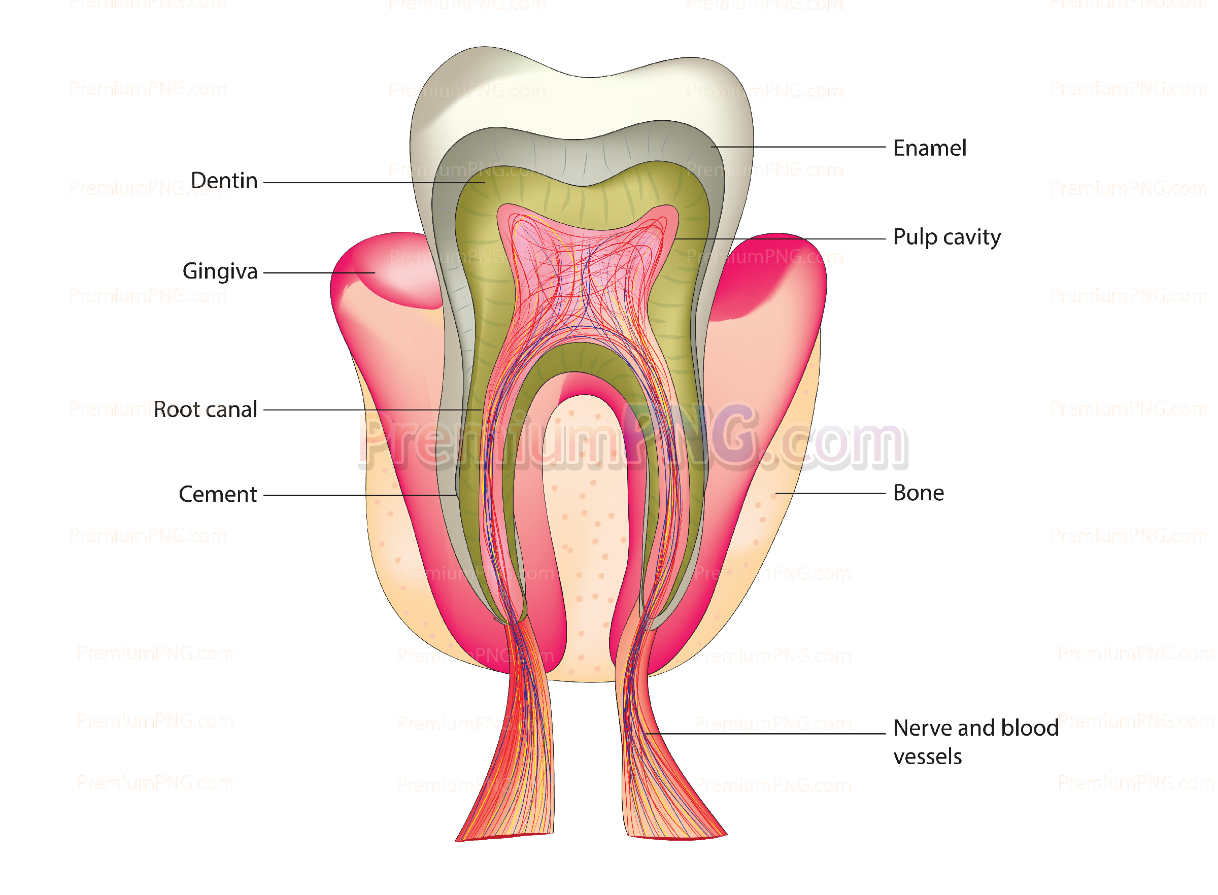 Tooth anatomy