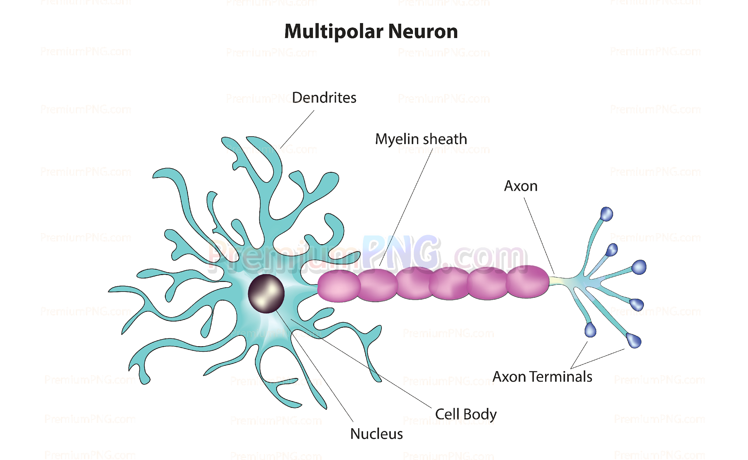 Multipolar neuron vector eps