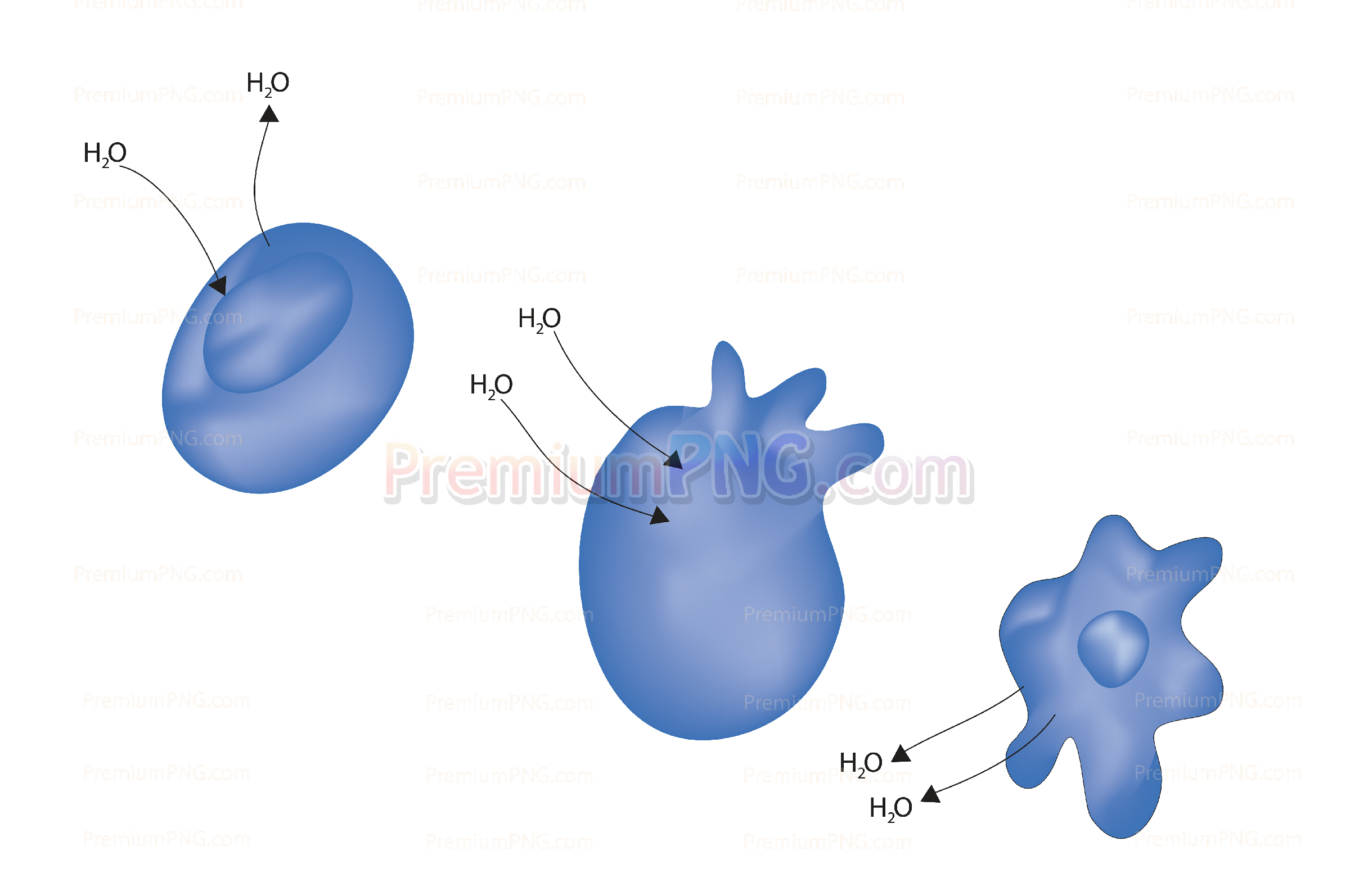 Vector Illustration of Osmosis in Animal Cells: Isotonic, Hypotonic, and Hypertonic Solutions