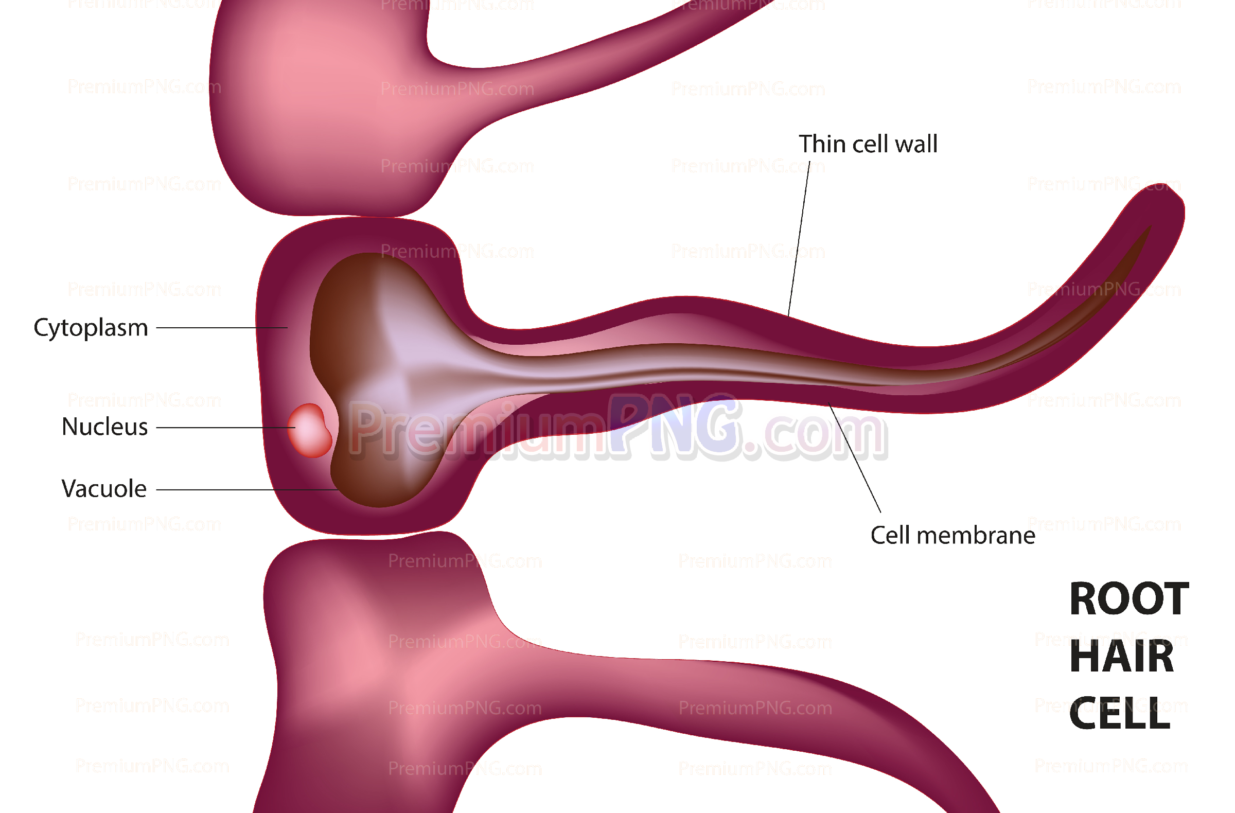Root hair cell