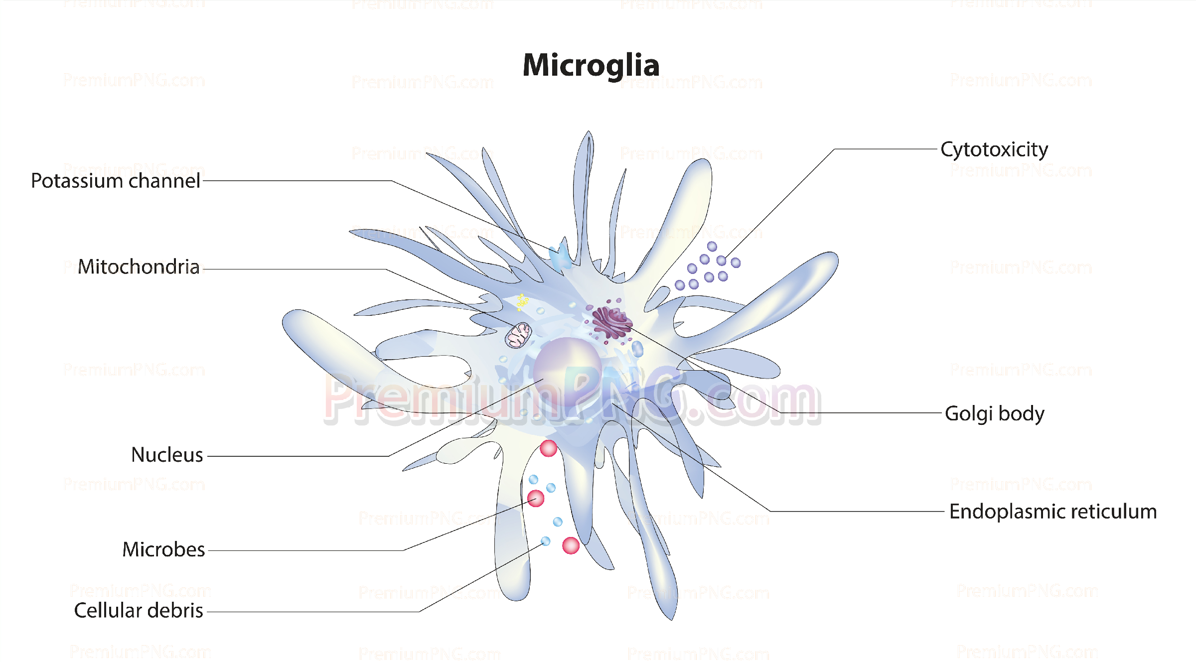 Microglia vector eps