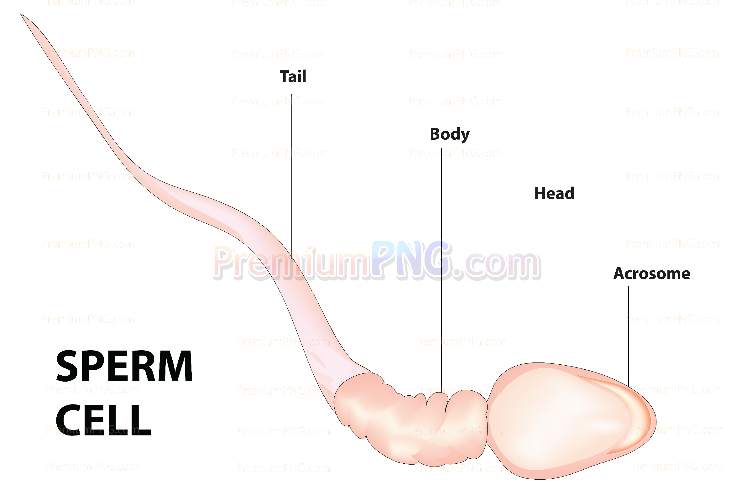 Sperm cell anatomy