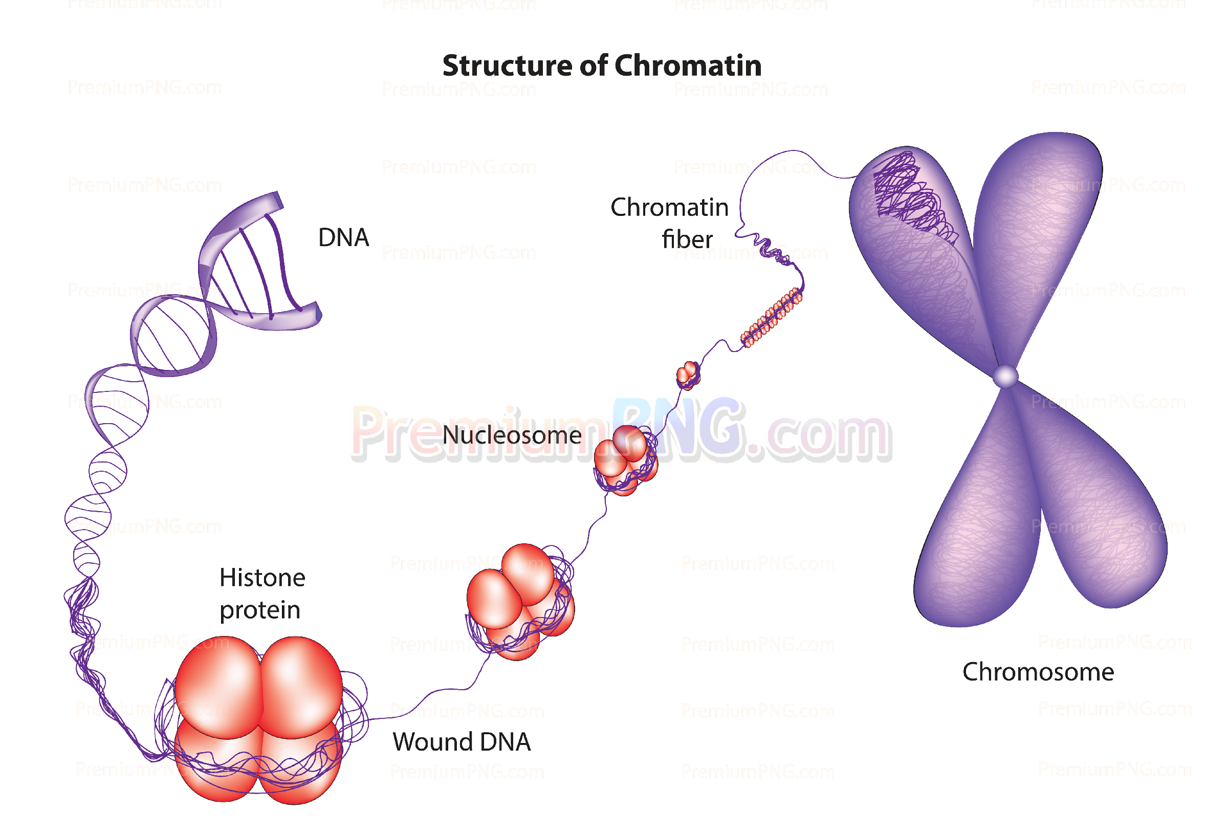 Structure of chromatin