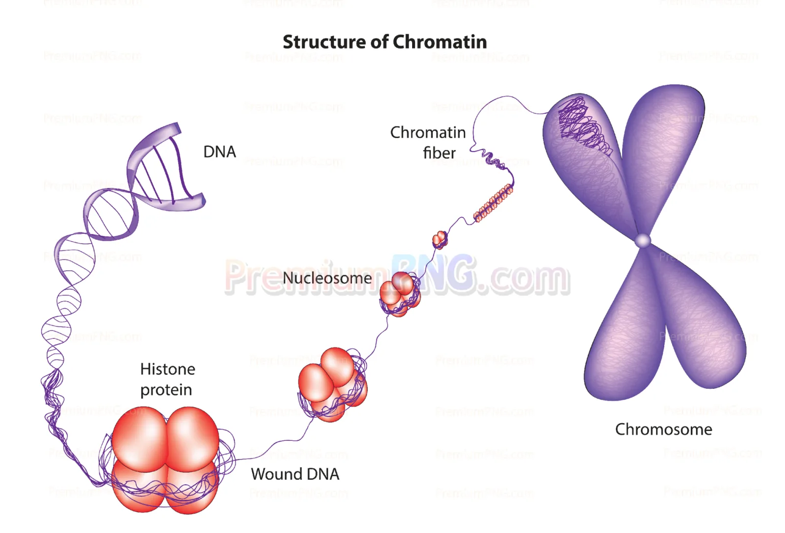 Structure of chromatin