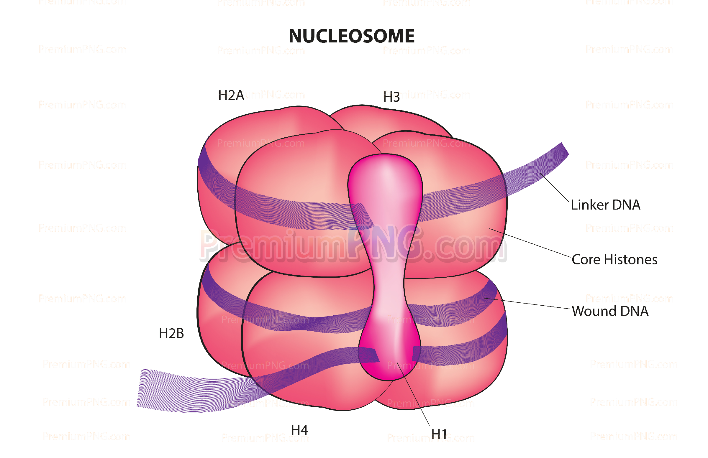 Detailed Vector Diagram of Nucleosome Anatomy and Chromatin Structure