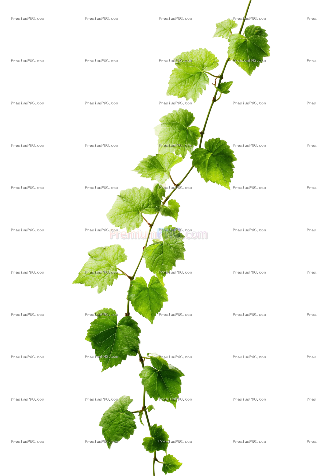 A vine growing up one side of an image against an all white background