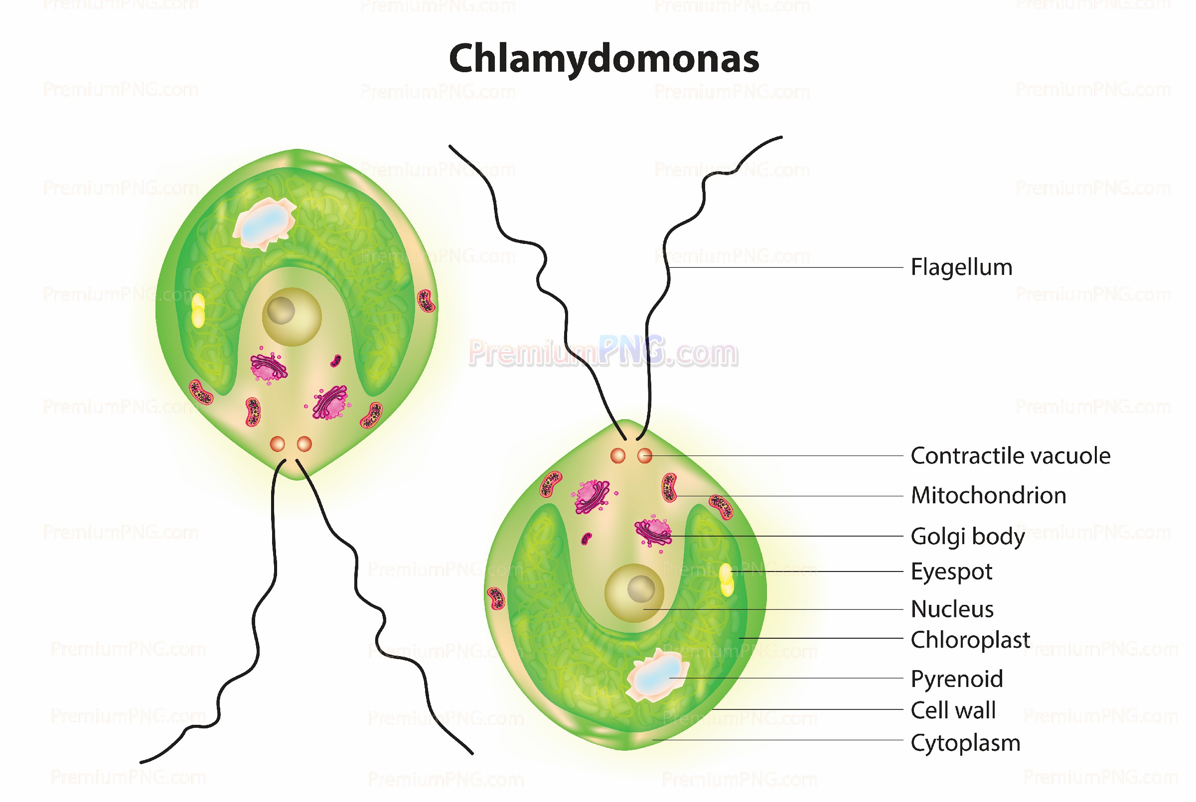 Chlamydomonas vector eps