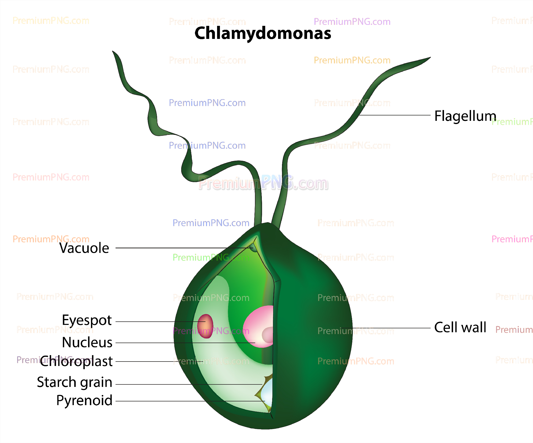 Anatomy of Chlamydomonas