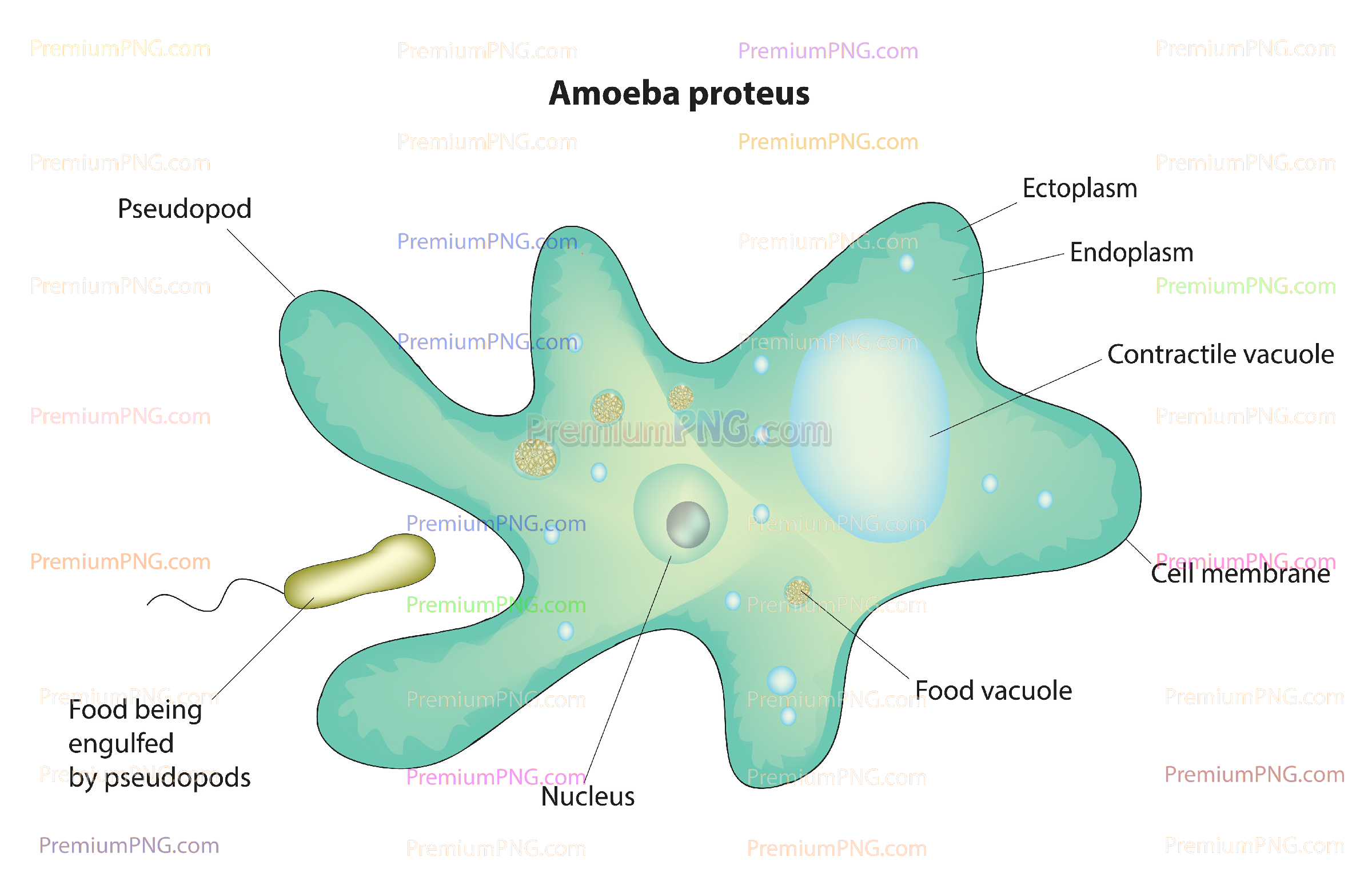 Anatomy of Amoeba cell