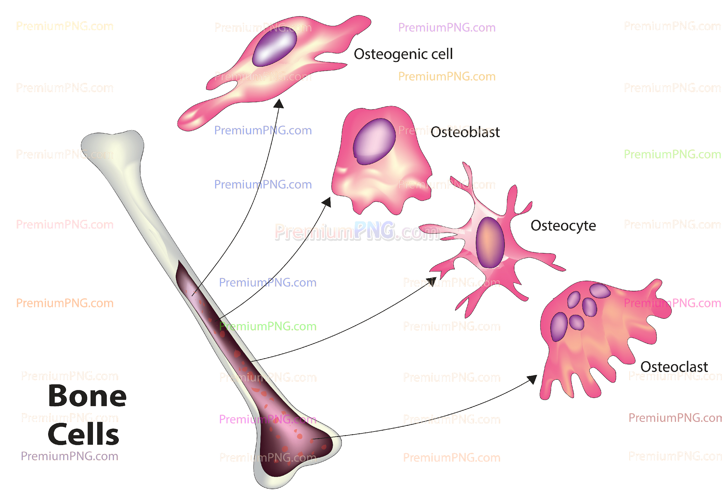 Bone cells