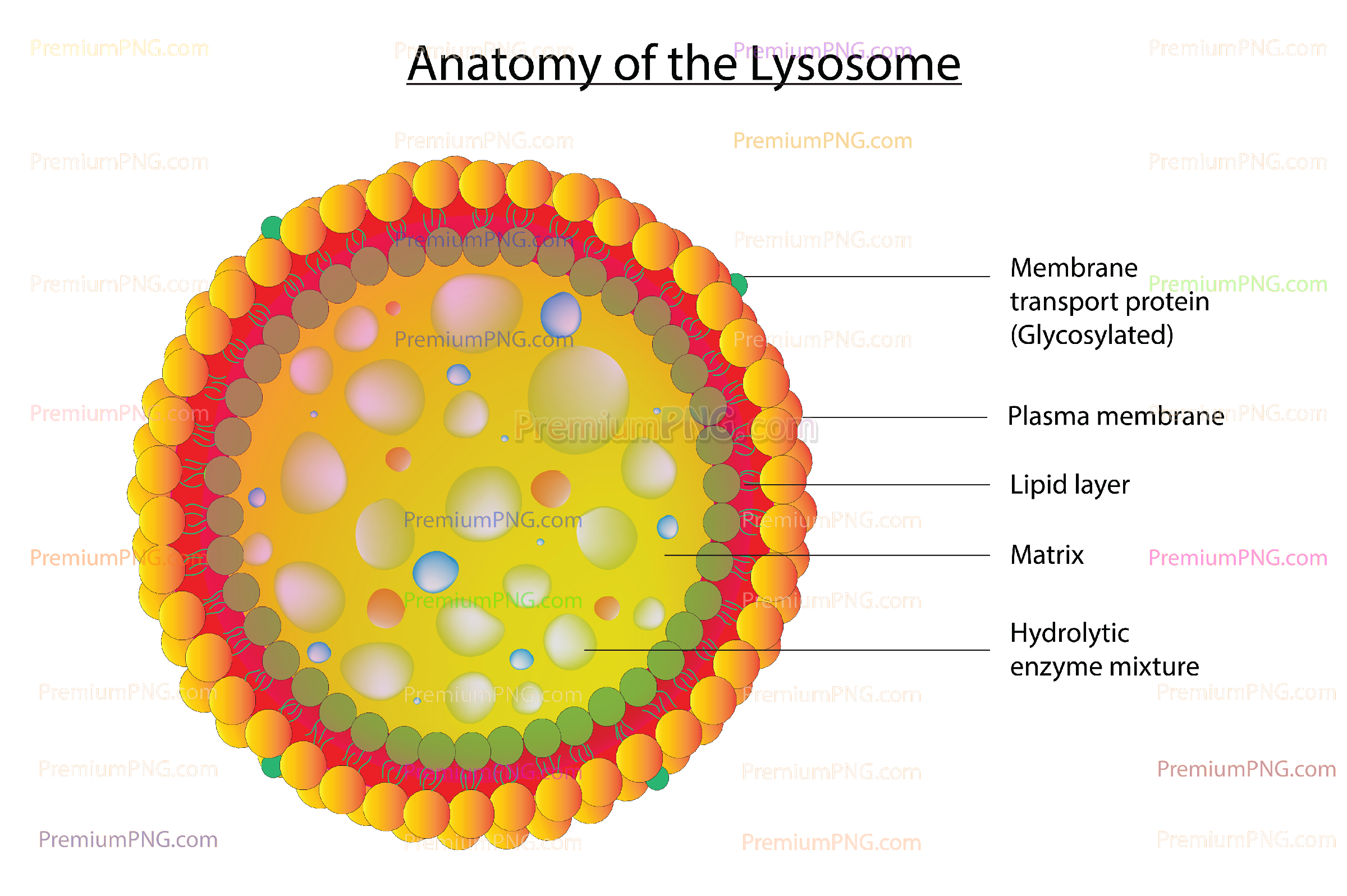 Lysosome