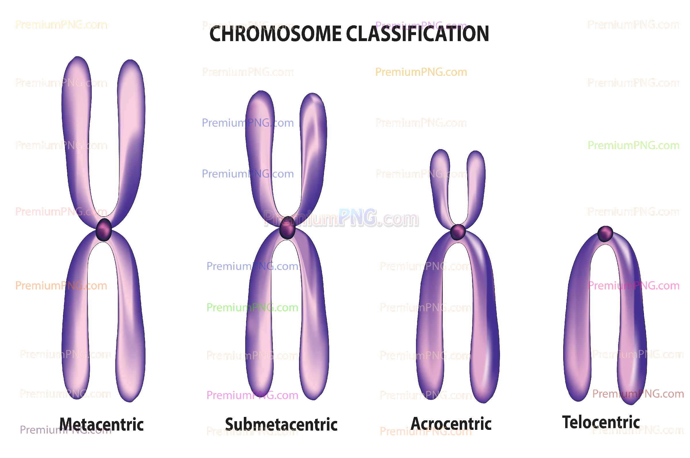 Chromosome Classification