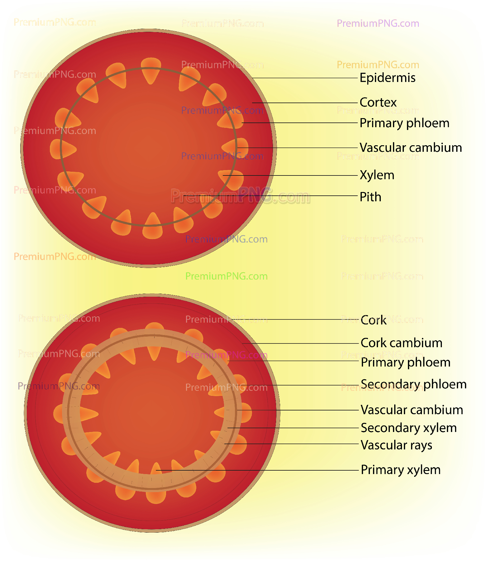 Secondary Growth Process in Dicot Woody Plants