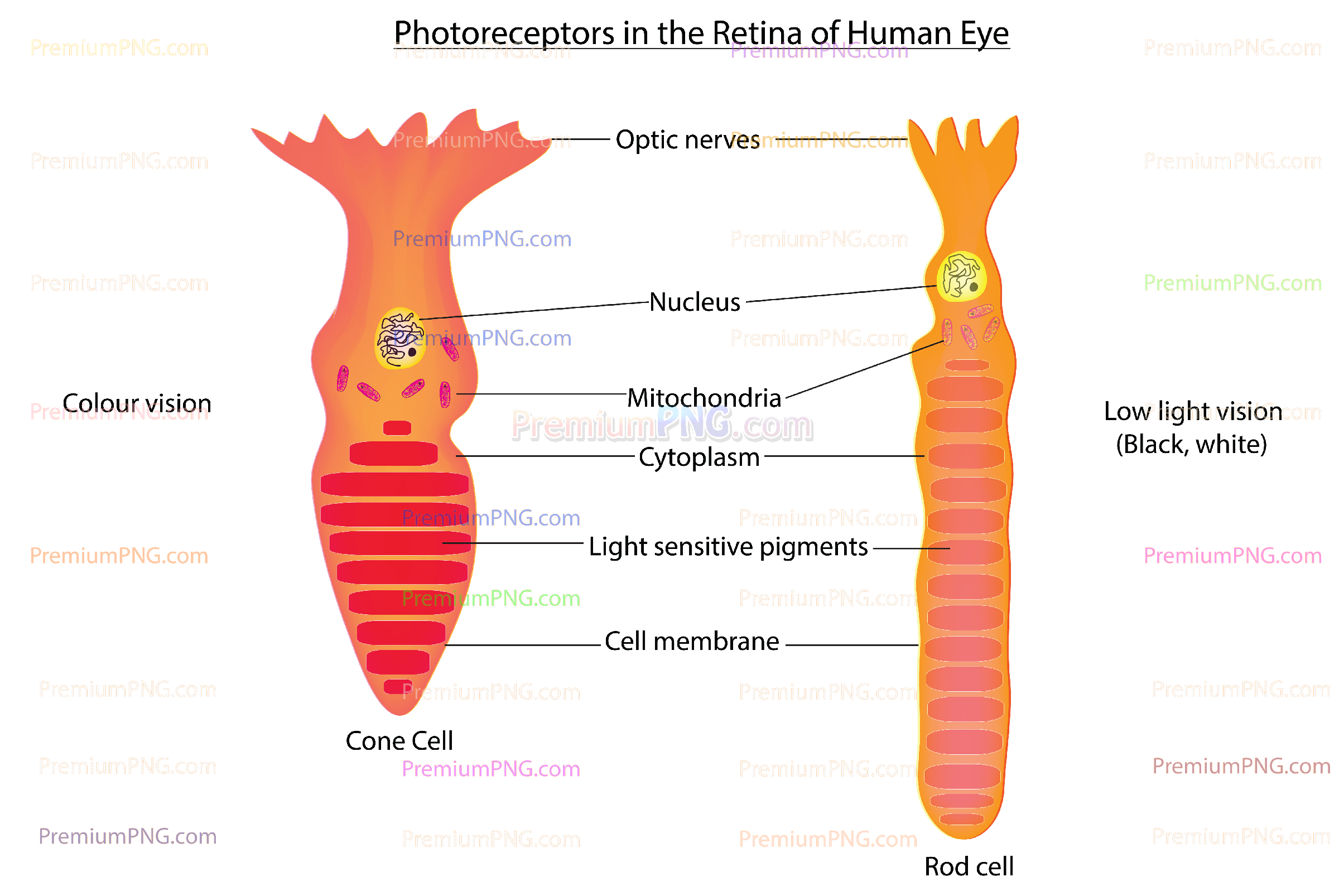 photoreceptor cells vector diagram