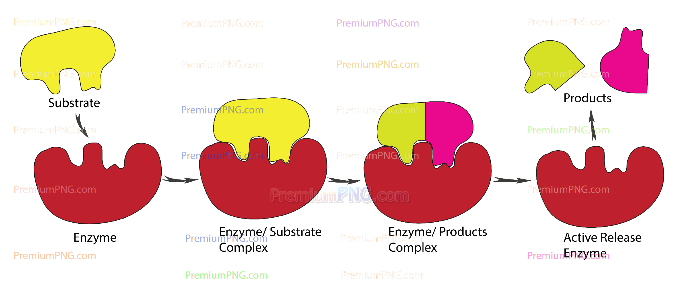 Enzyme substrate model diagram