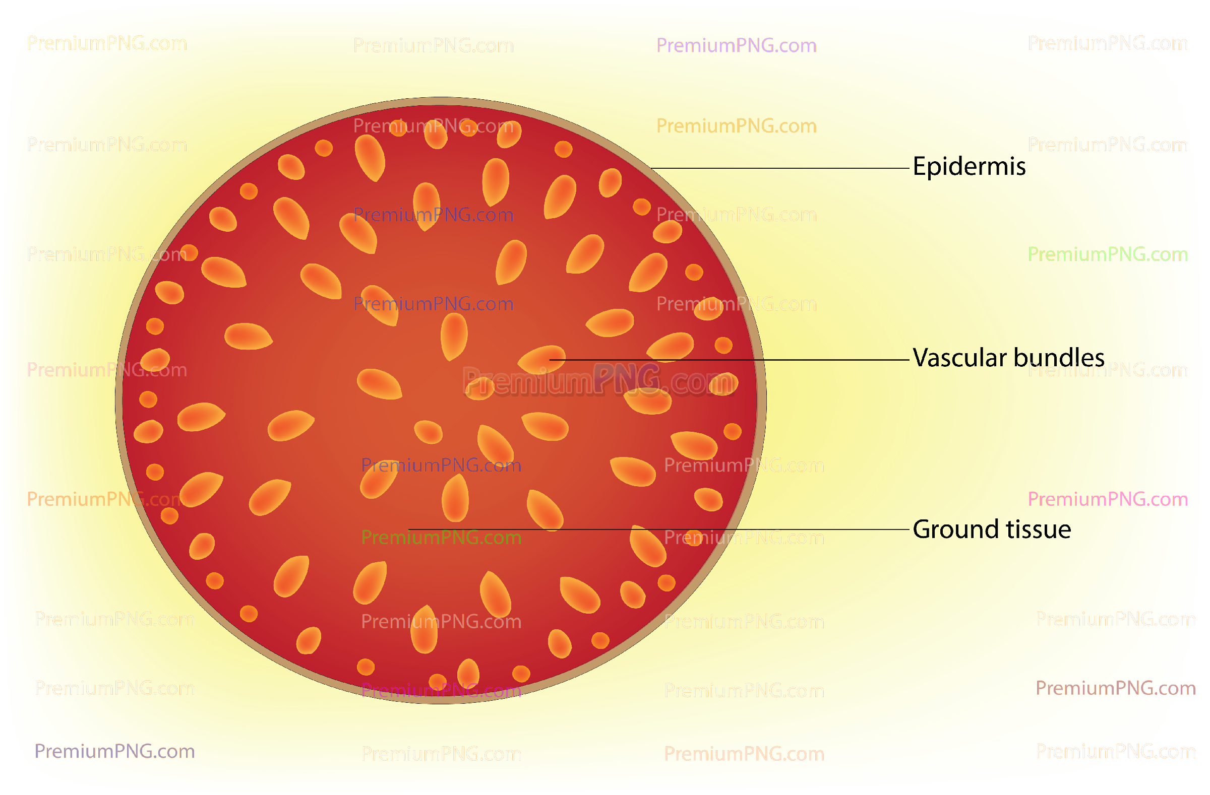 Primary structure of cross section of typical monocot stem