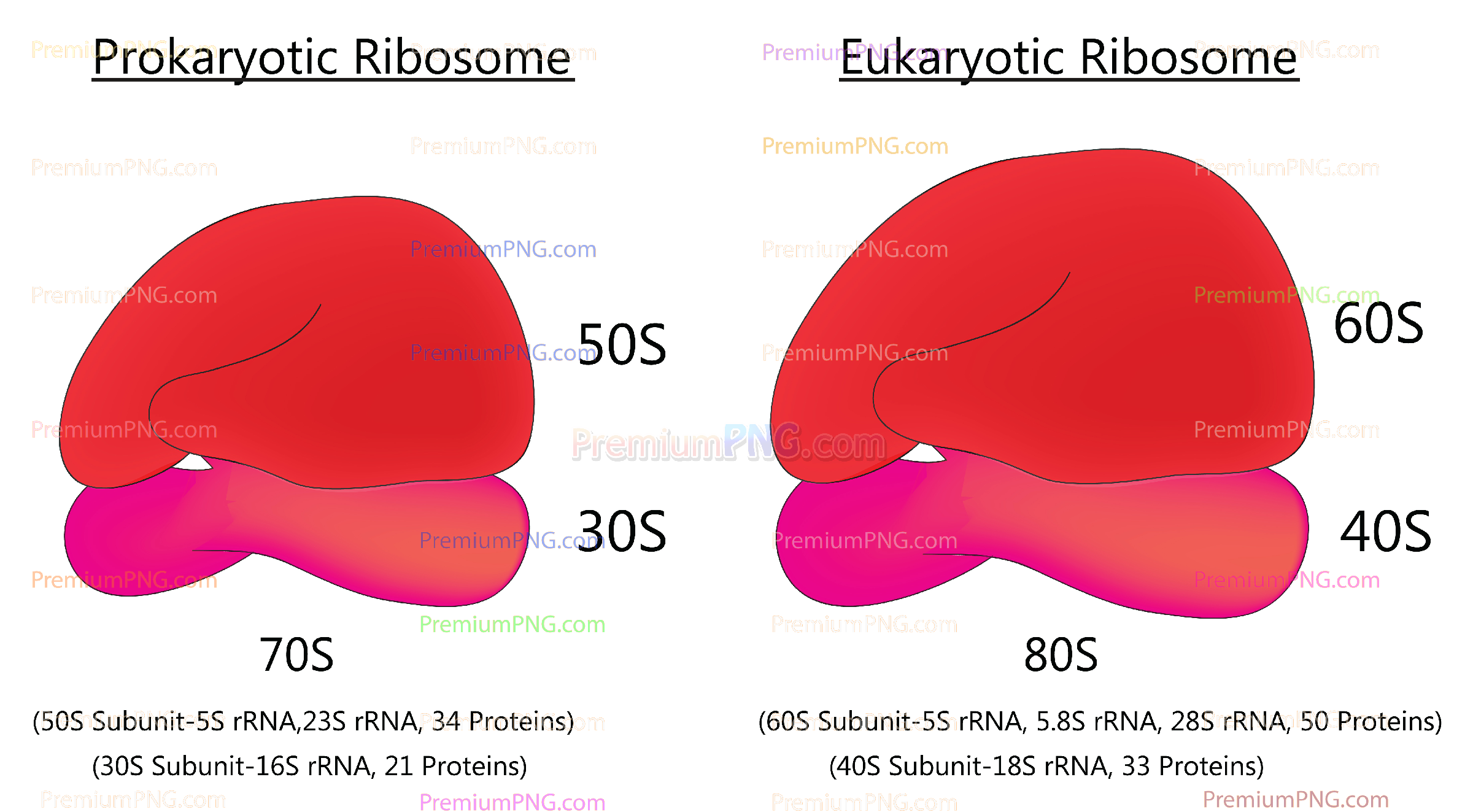 Ribosome classification
