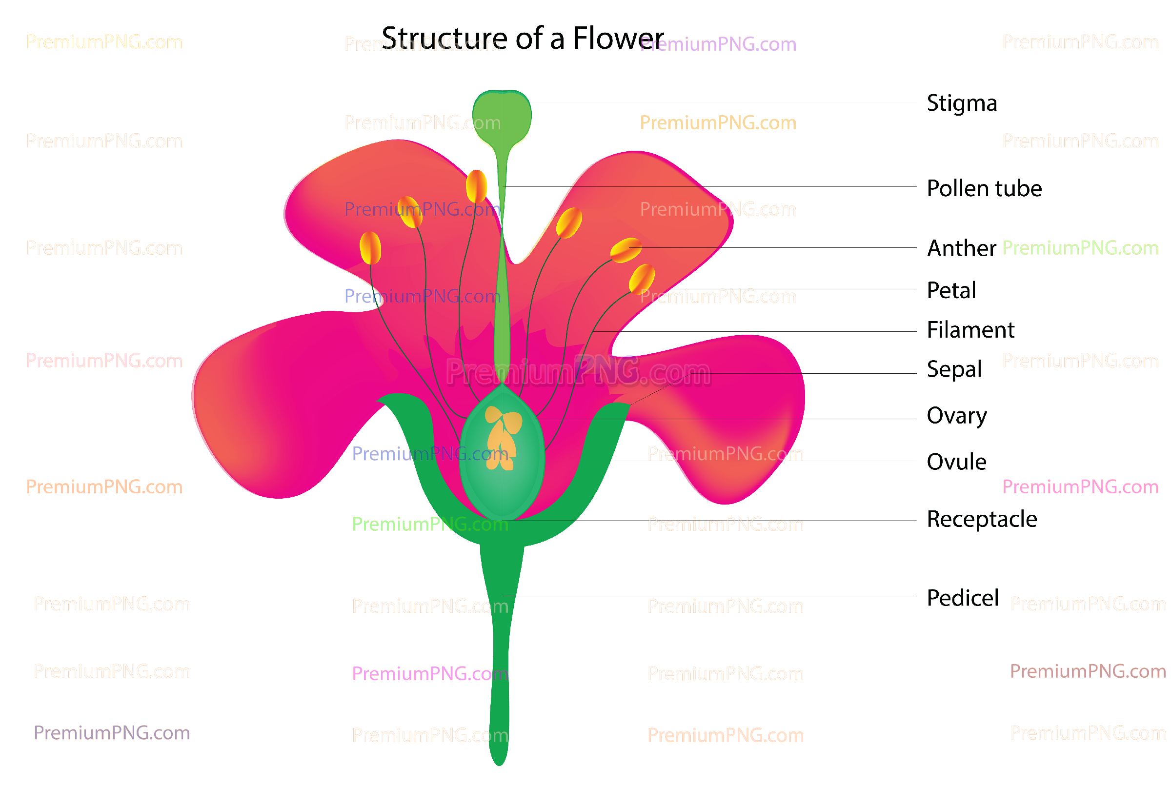 Parts of a flower vector diagram