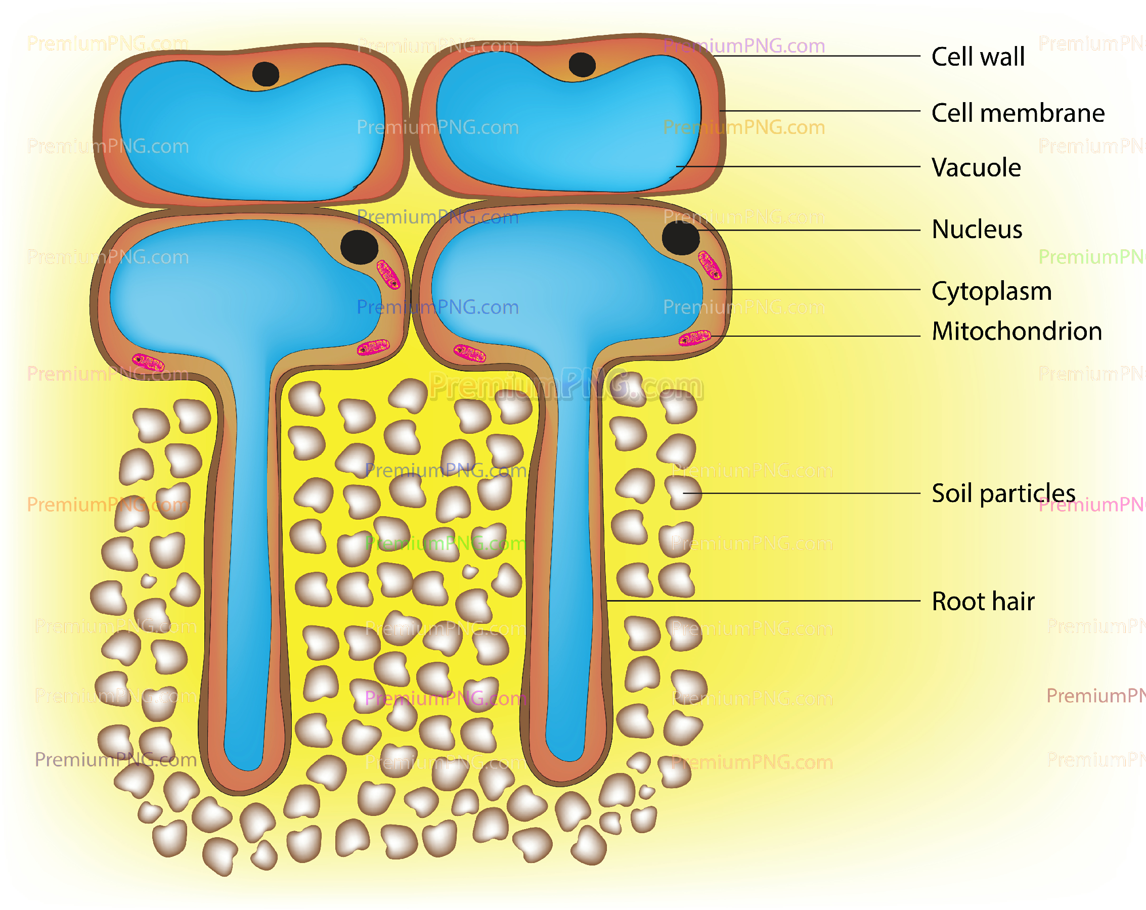 root hair cell diagram
