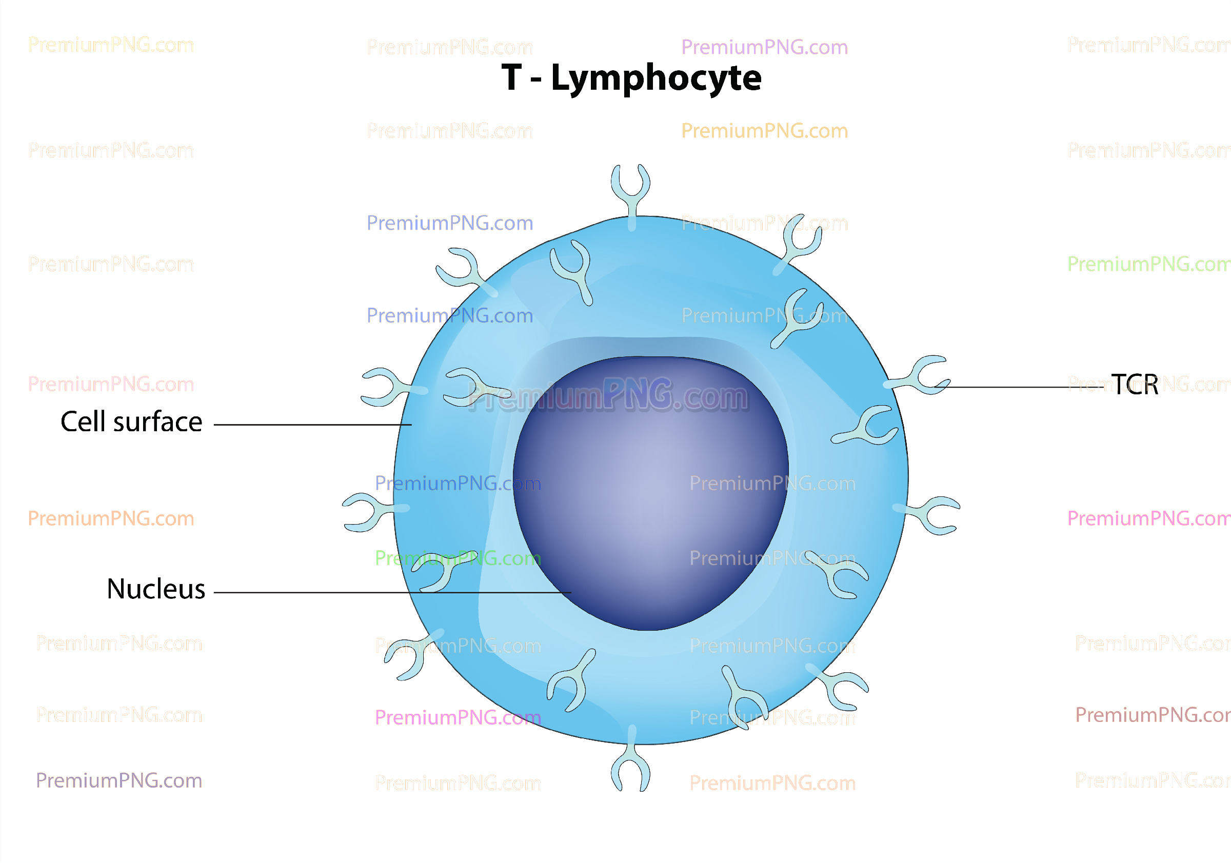 T Cell vector illustration