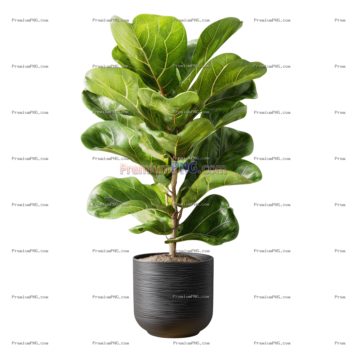 Ficus Lyrata or Fiddle leaf fig grown in a black pot